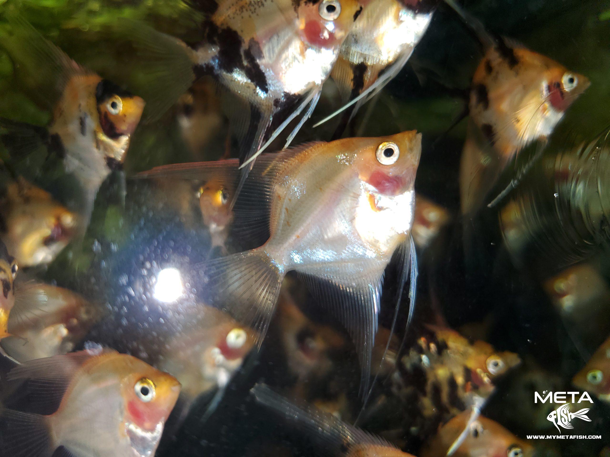 Gold Angelfish Juveniles (2)