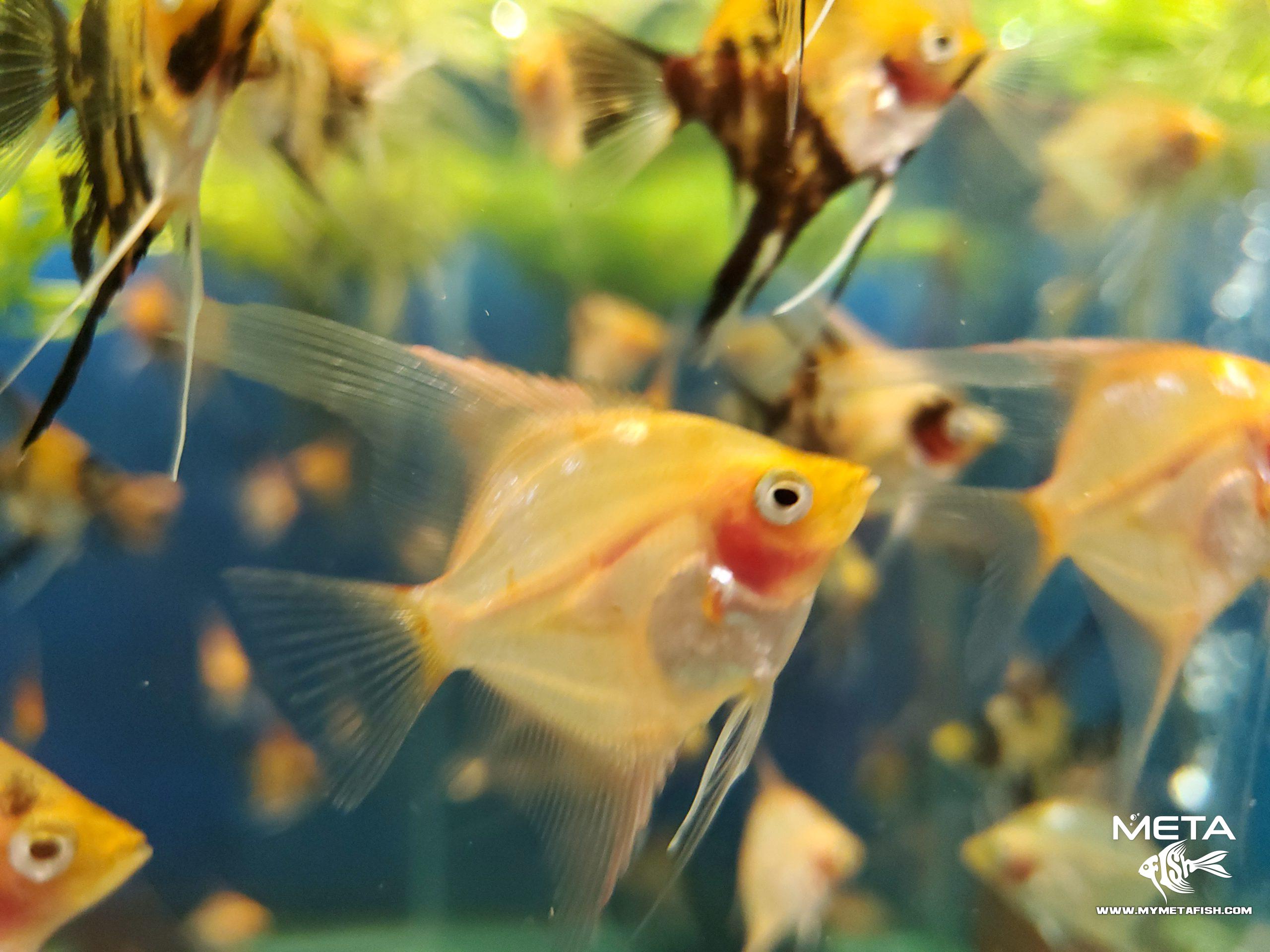 Gold Angelfish Juveniles (3)
