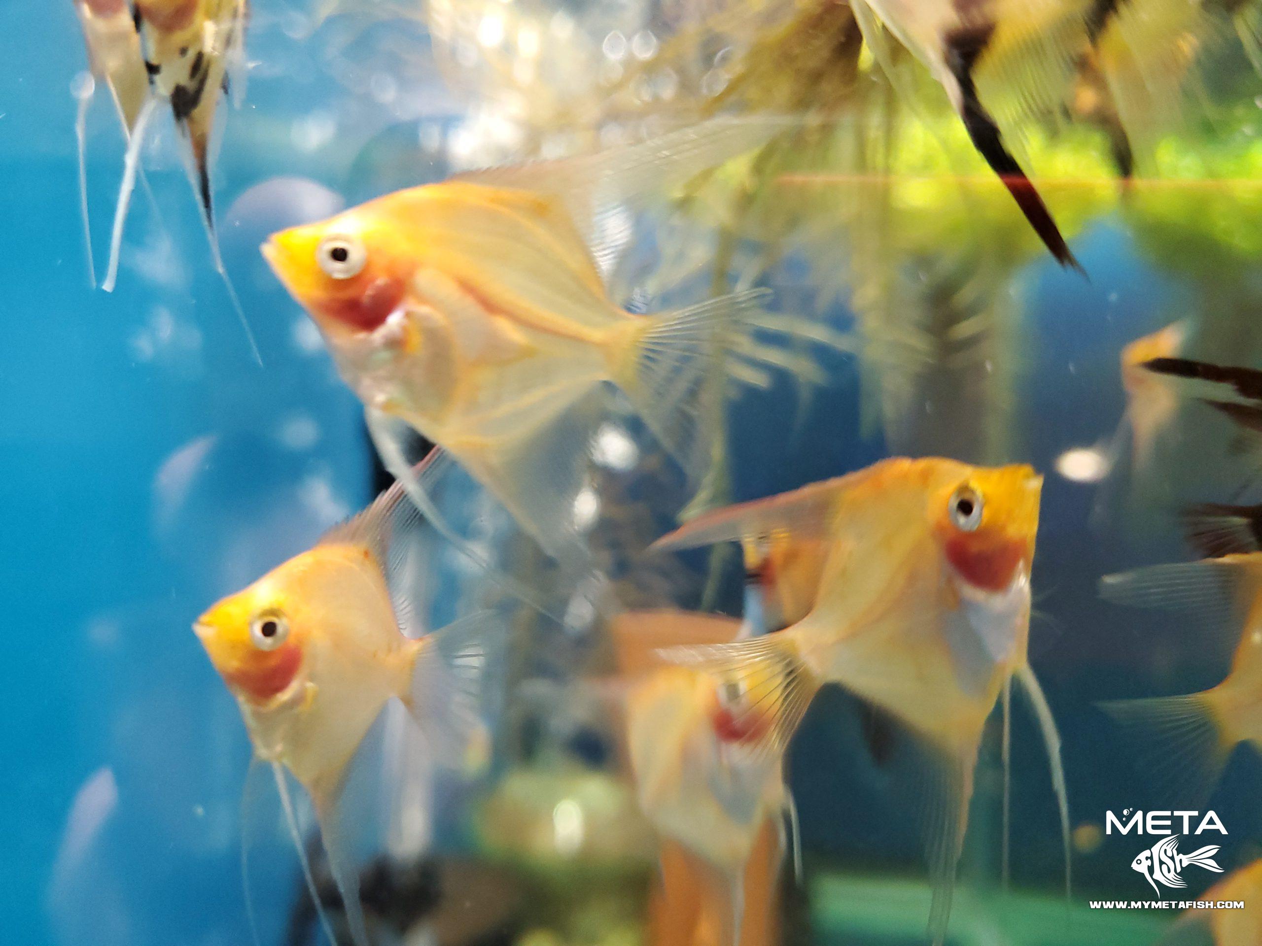 Gold Angelfish Juveniles (4)