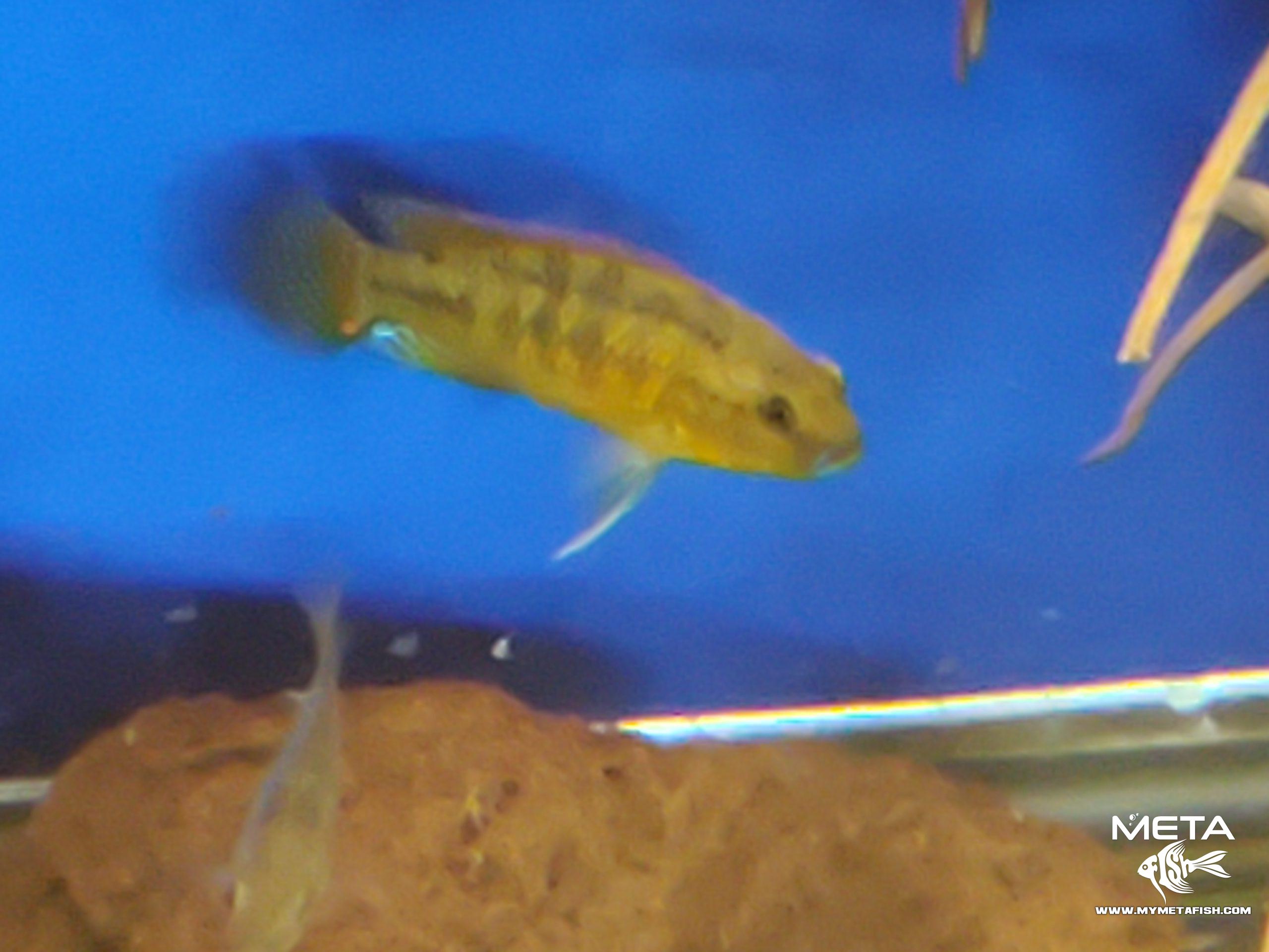Pseudocrenilabrus Multicolor Victoriae (3)