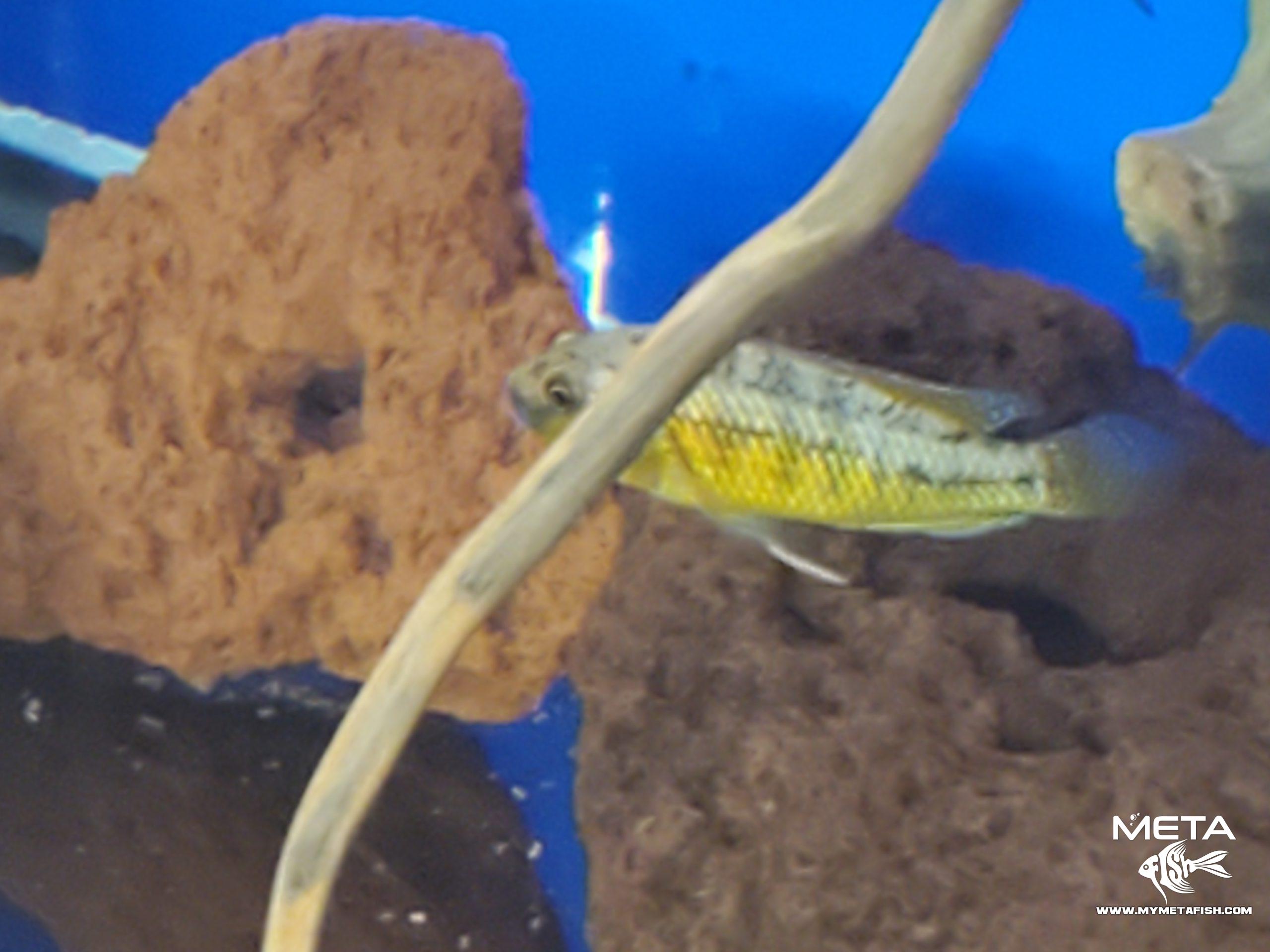 Pseudocrenilabrus Multicolor Victoriae (5)