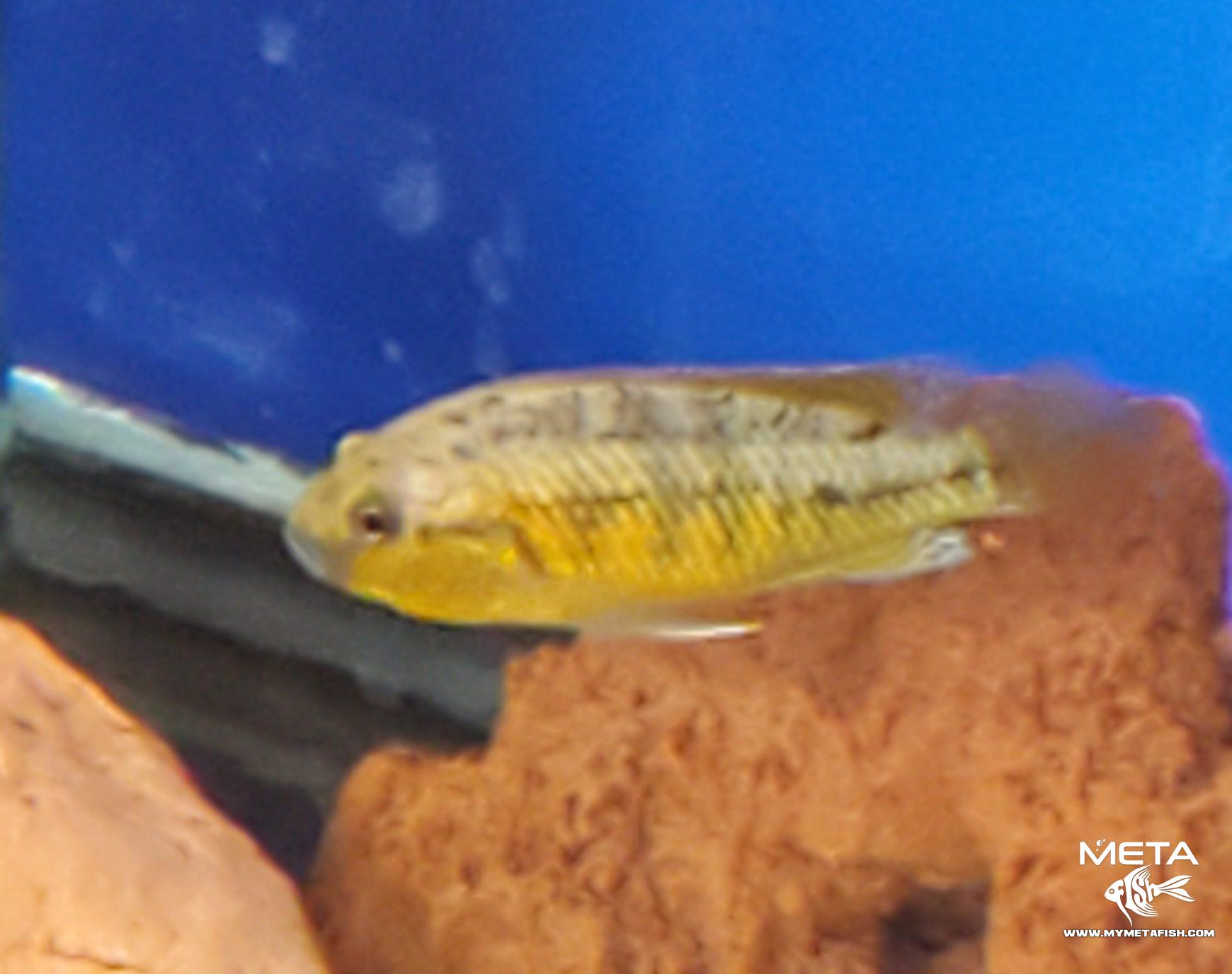 Pseudocrenilabrus Multicolor Victoriae (6)
