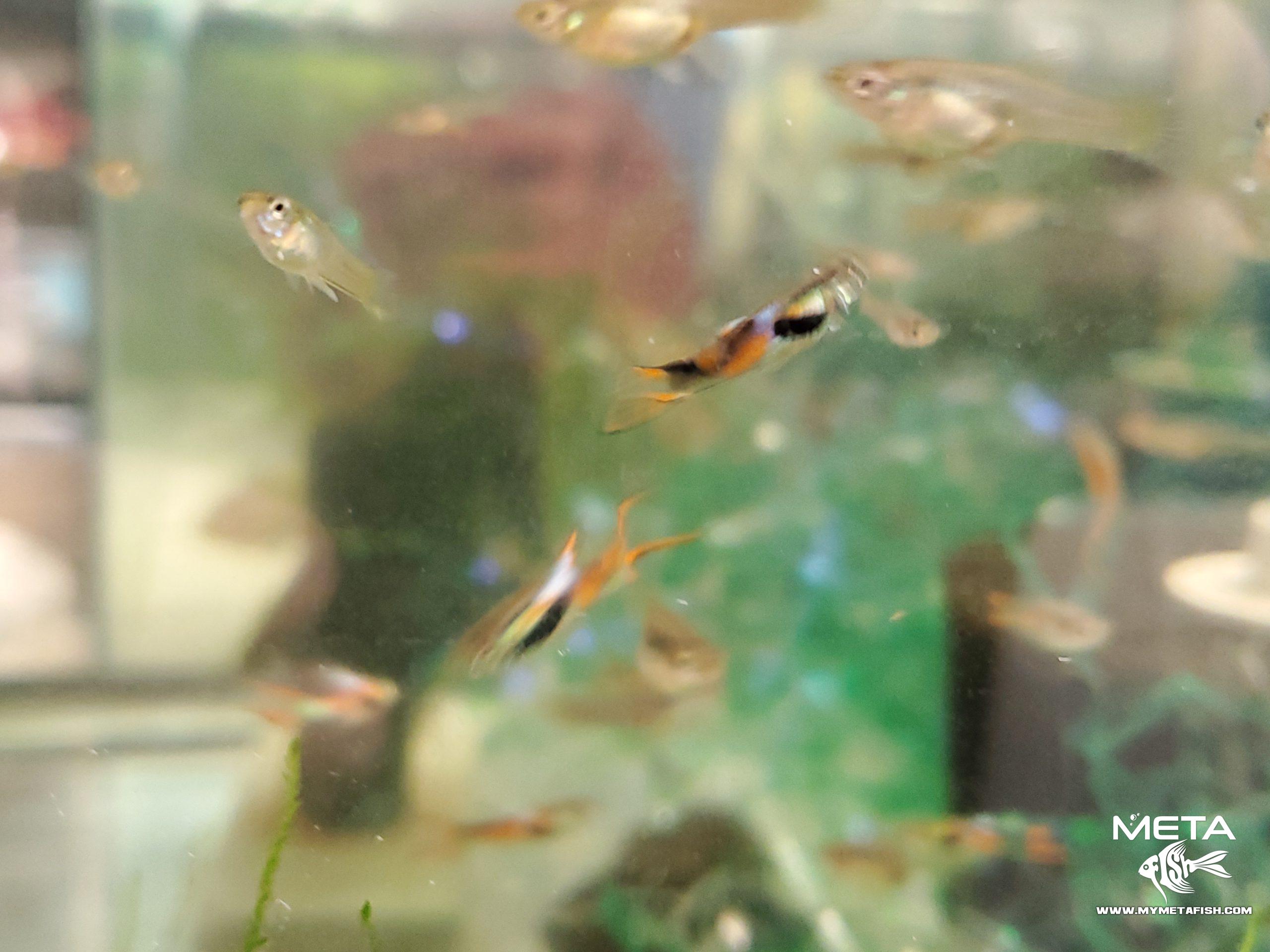 Black Bar Wild Caught Endler For Sale (1)