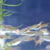 Black Bar Endlers Livebearer for sale