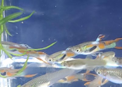 Black Bar Endlers Livebearer for sale