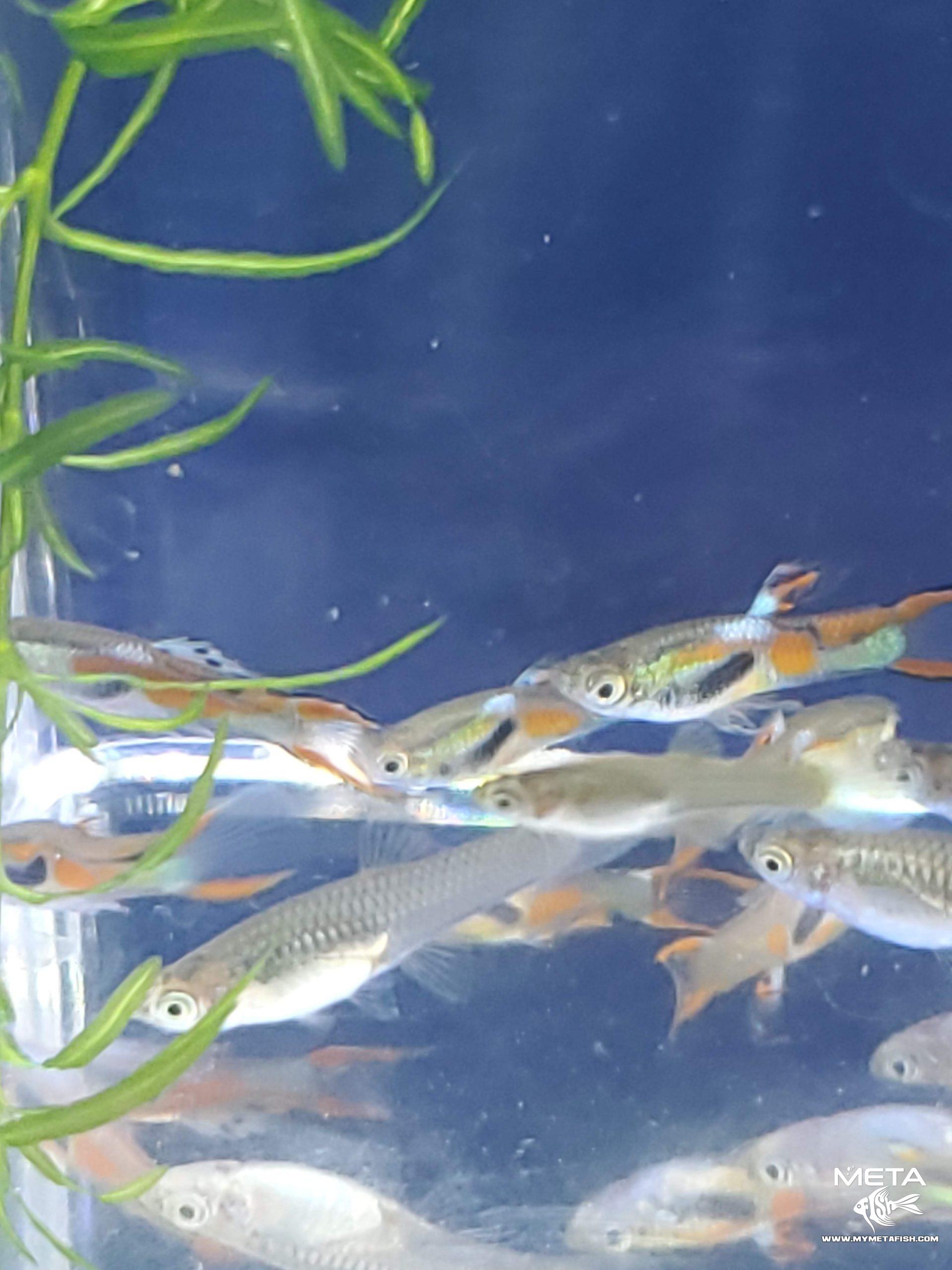 Black Bar Wild Caught Endler For Sale (2) Black Bar Endlers Livebearer for sale