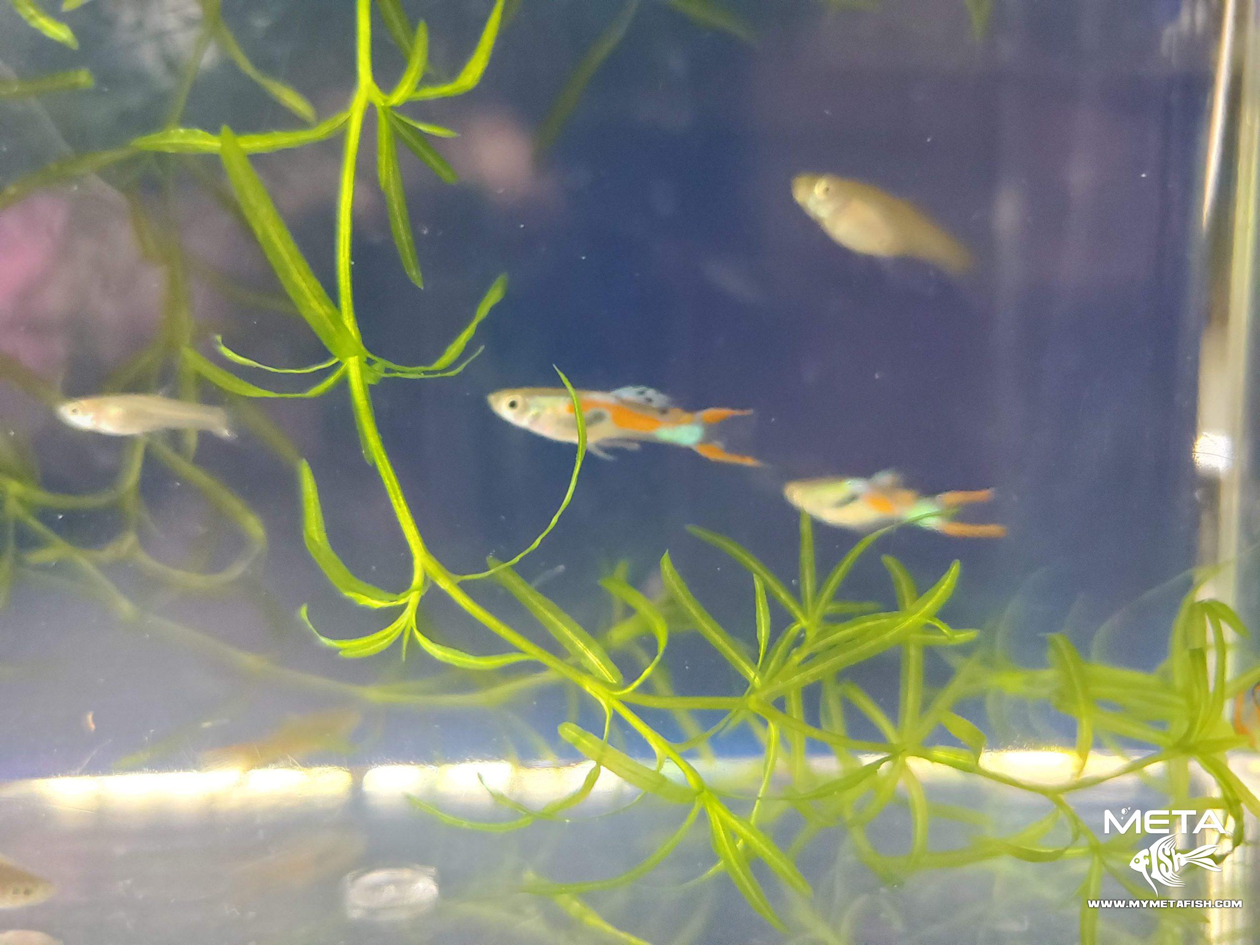 Black Bar Wild Caught Endler For Sale (3)