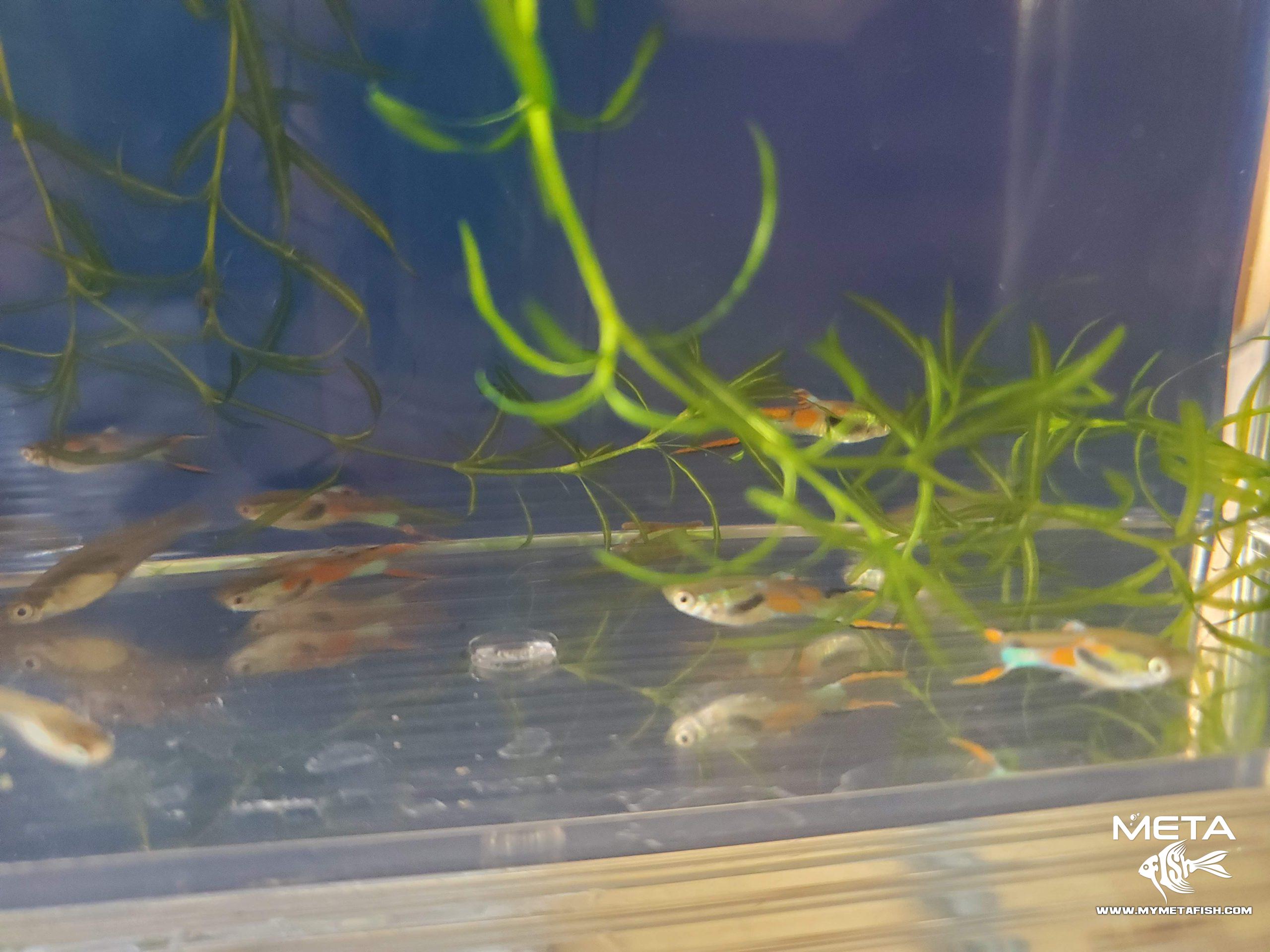 Black Bar Wild Caught Endler For Sale (4)