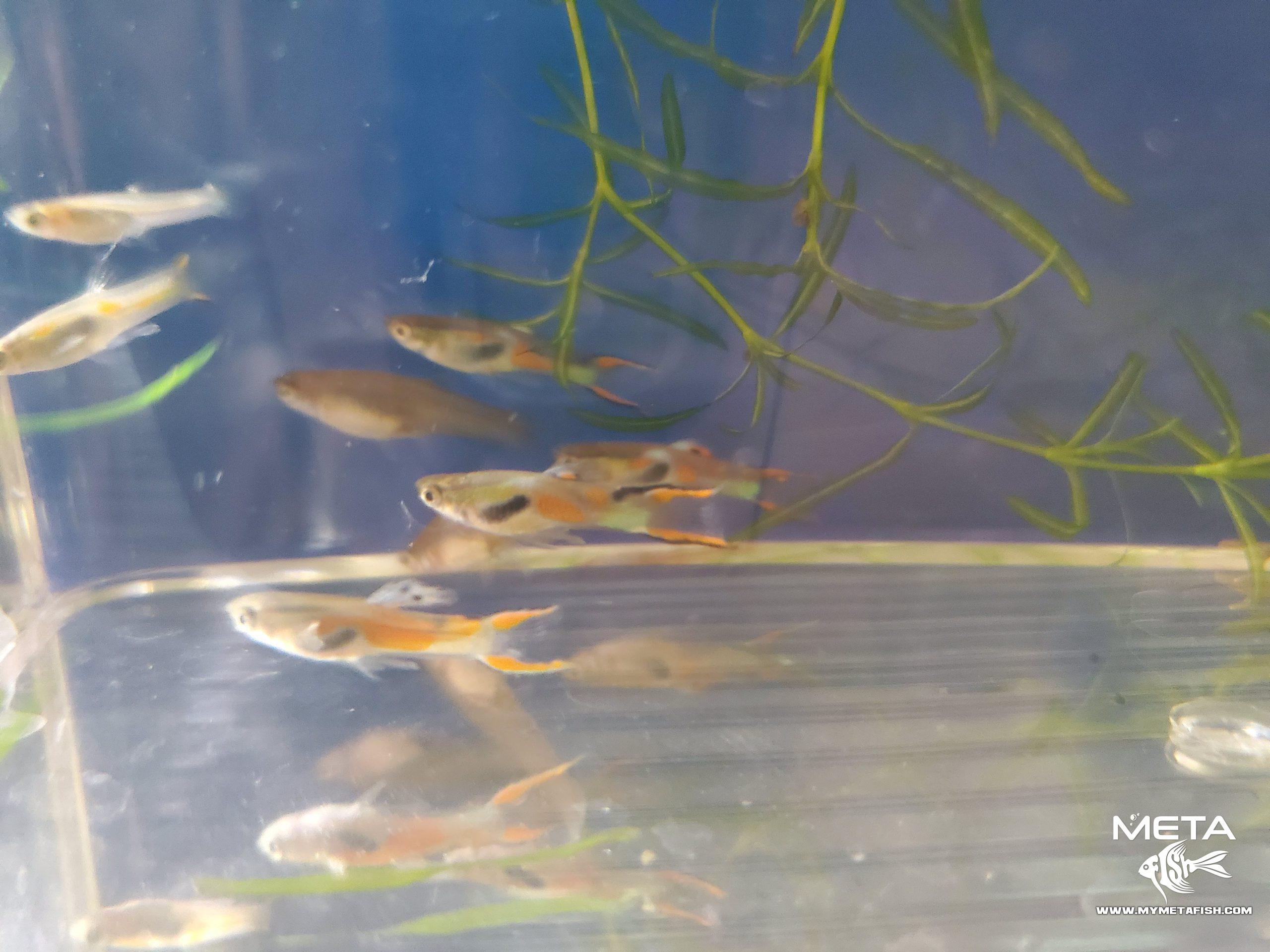 Black Bar Wild Caught Endler For Sale (5)