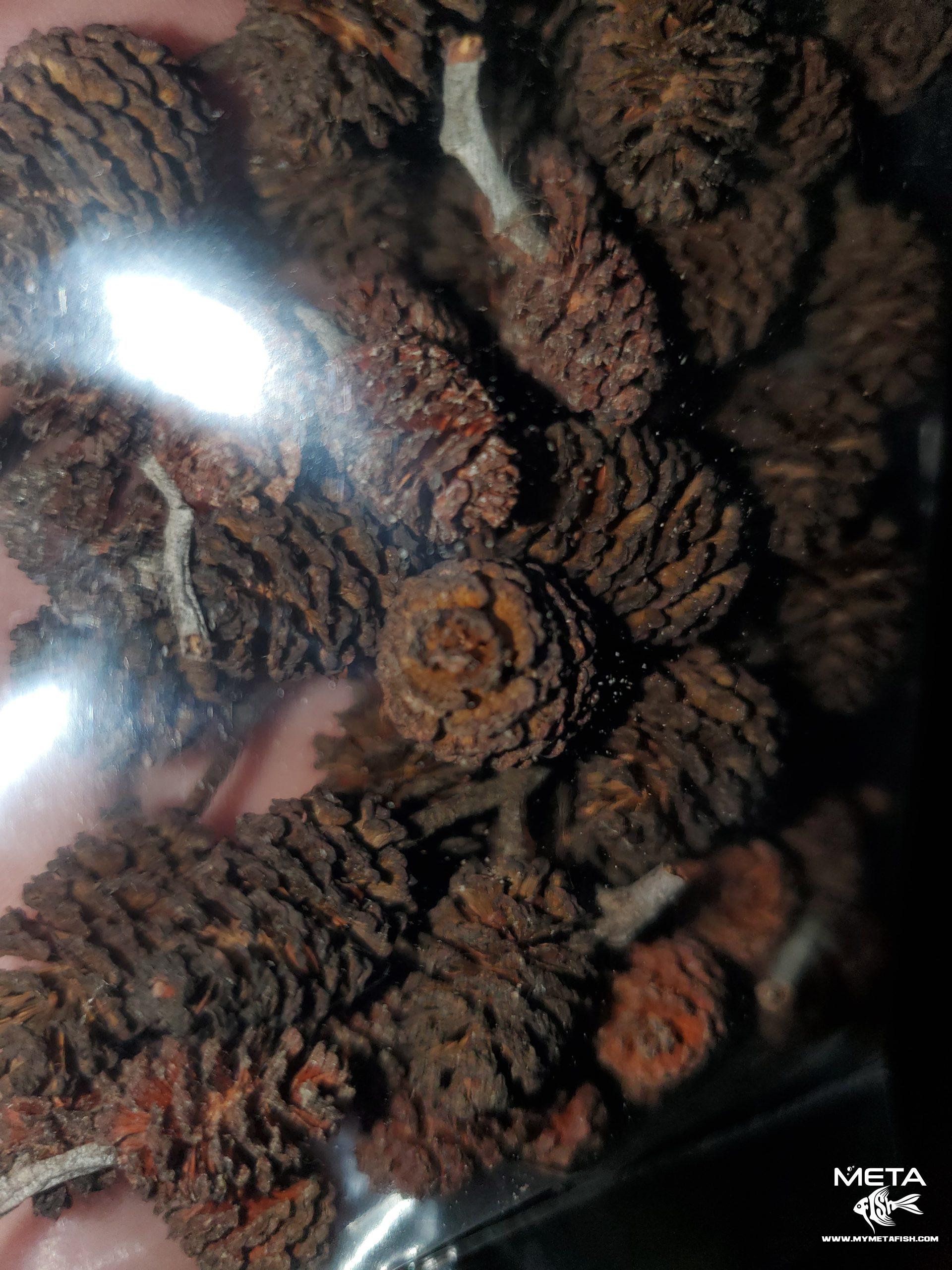 Alder Cones For Sale