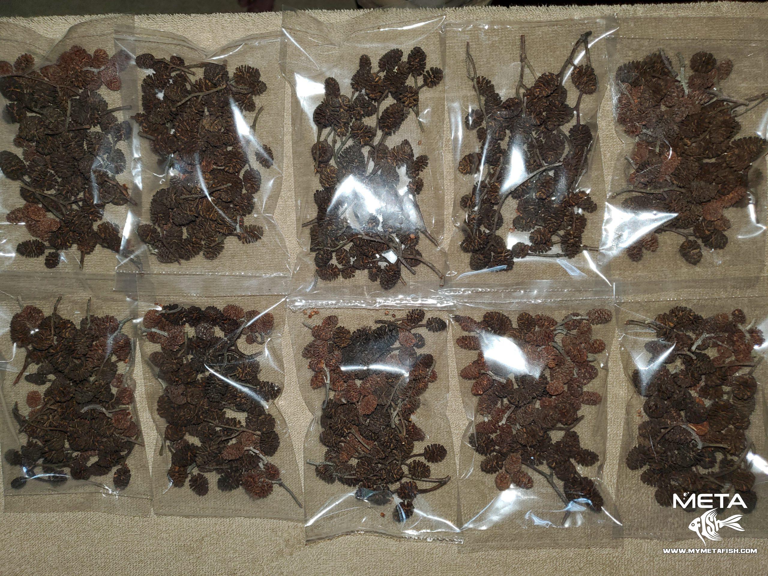 Alder Cones Locally Sourced