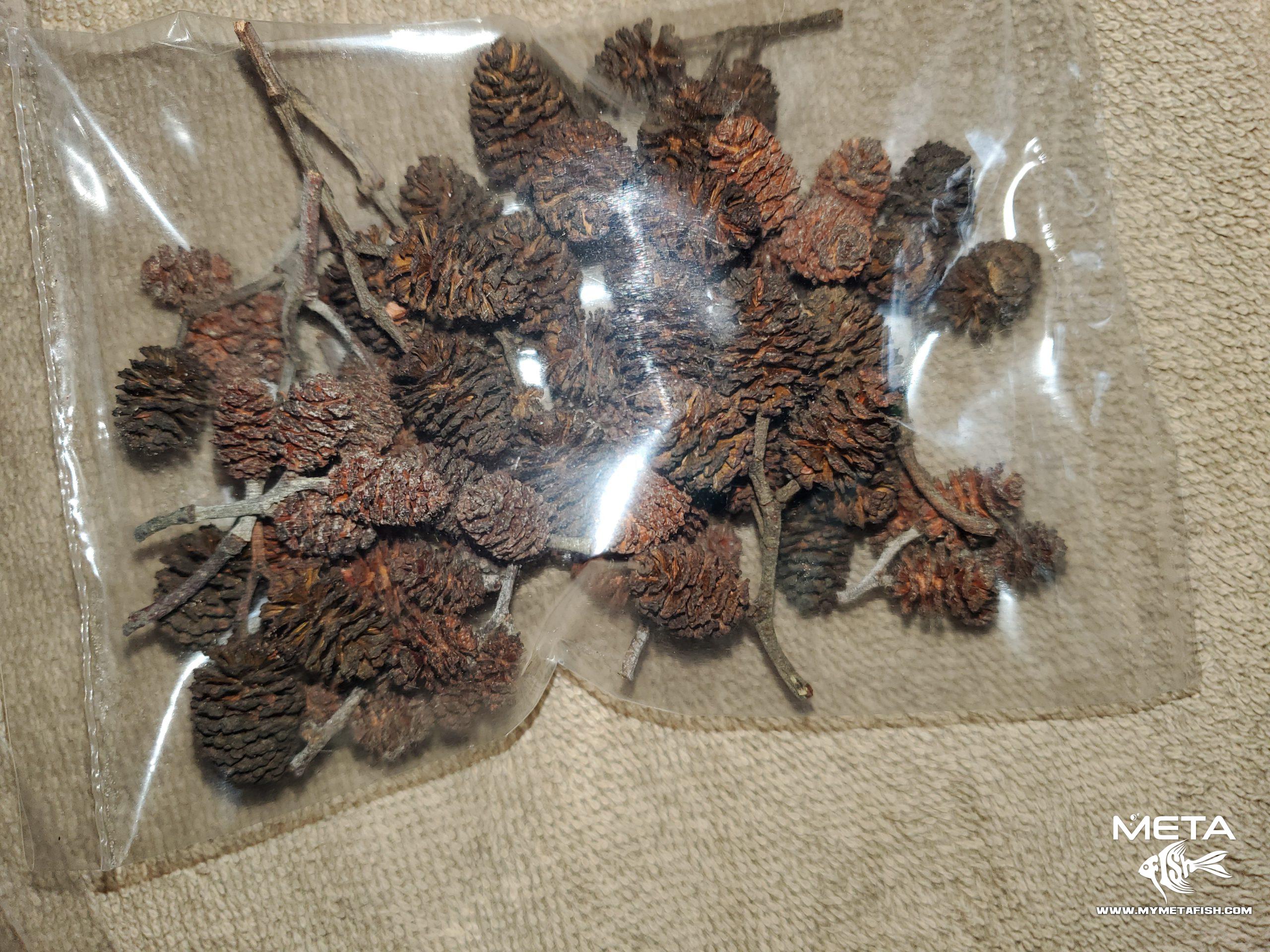 Alder Cones Michigan