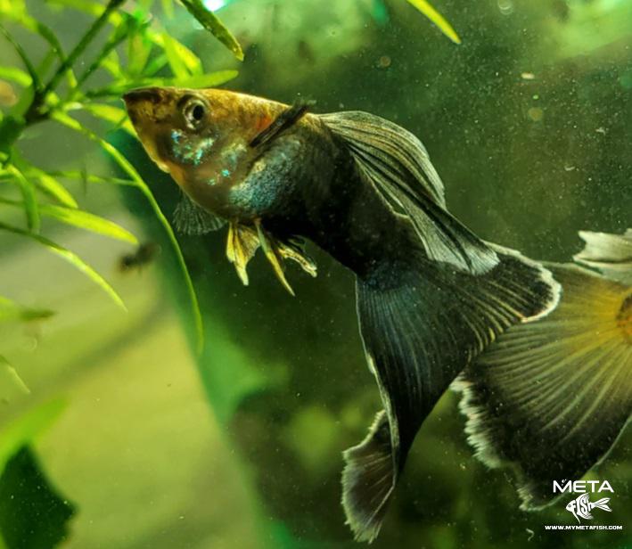 Blue Delta Pink Spotted Male Adult Guppy