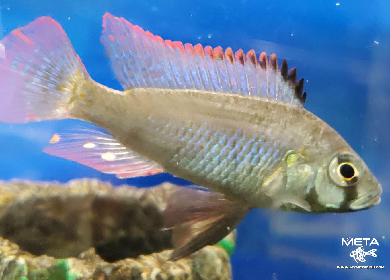 Eastern Happy Cichlid - Astatotilapia Calliptera - High Blue Strain Thumbnail