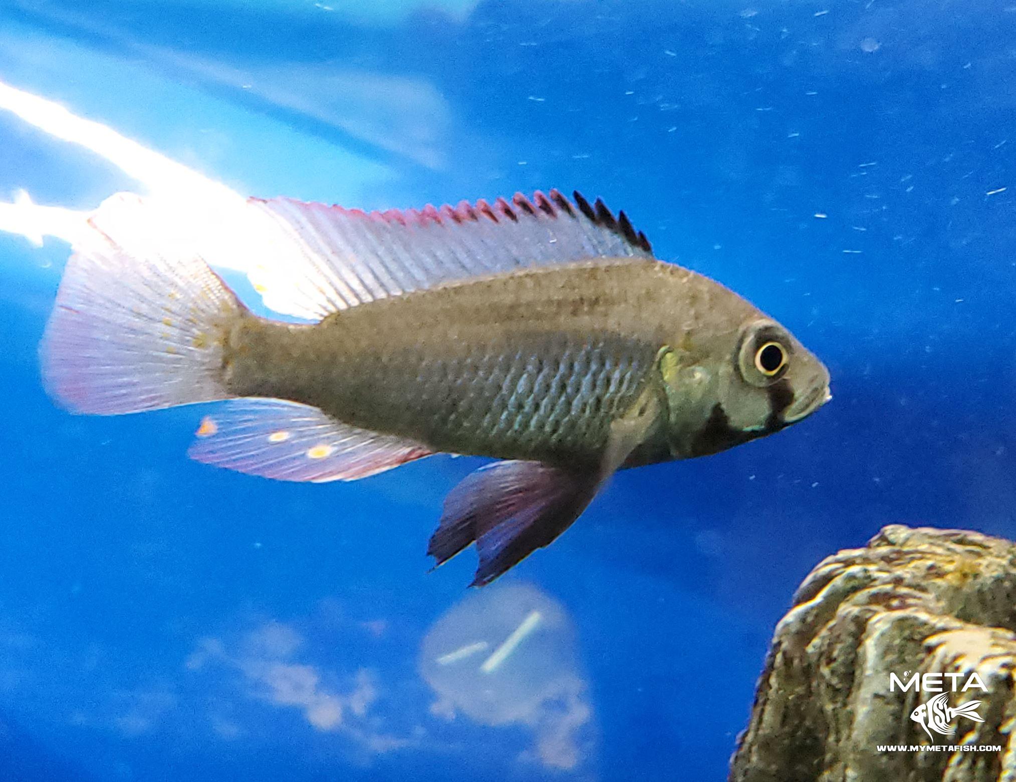 Eastern Happy Cichlid - Astatotilapia Calliptera for sale 2
