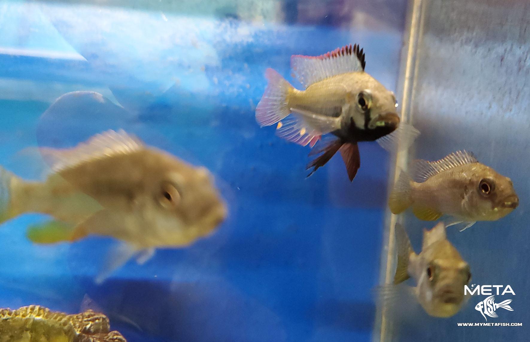 Eastern Happy Cichlid - Astatotilapia Calliptera for sale