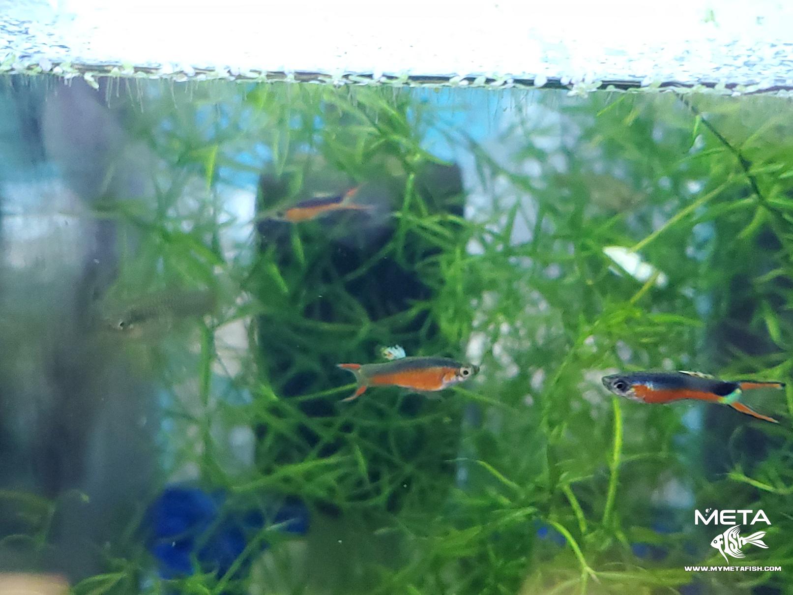 Endler Santa Maria Meta Fish 2