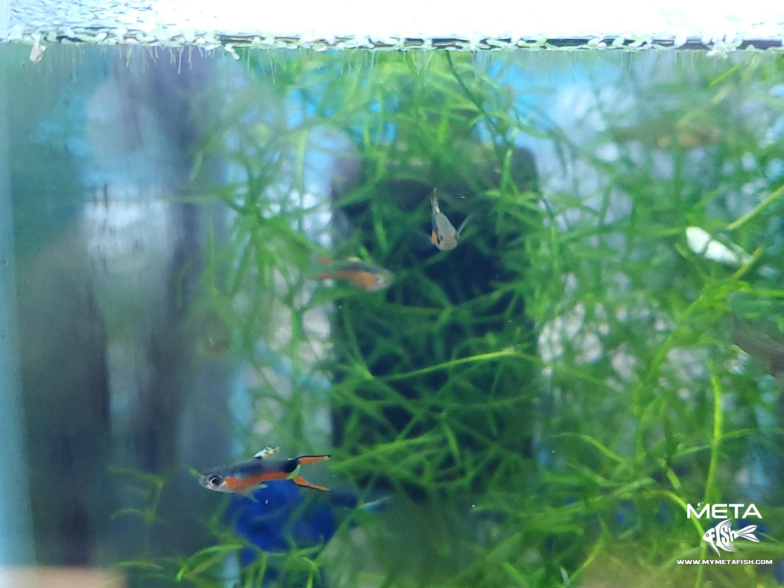 Endler Santa Maria Meta Fish