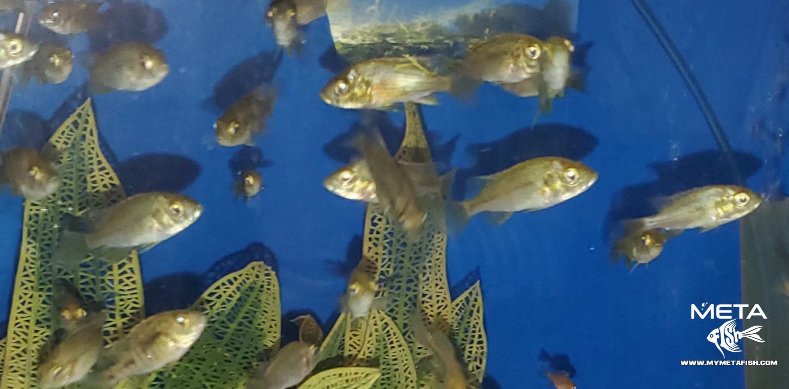 Fire Uganda Fry for Sale 1