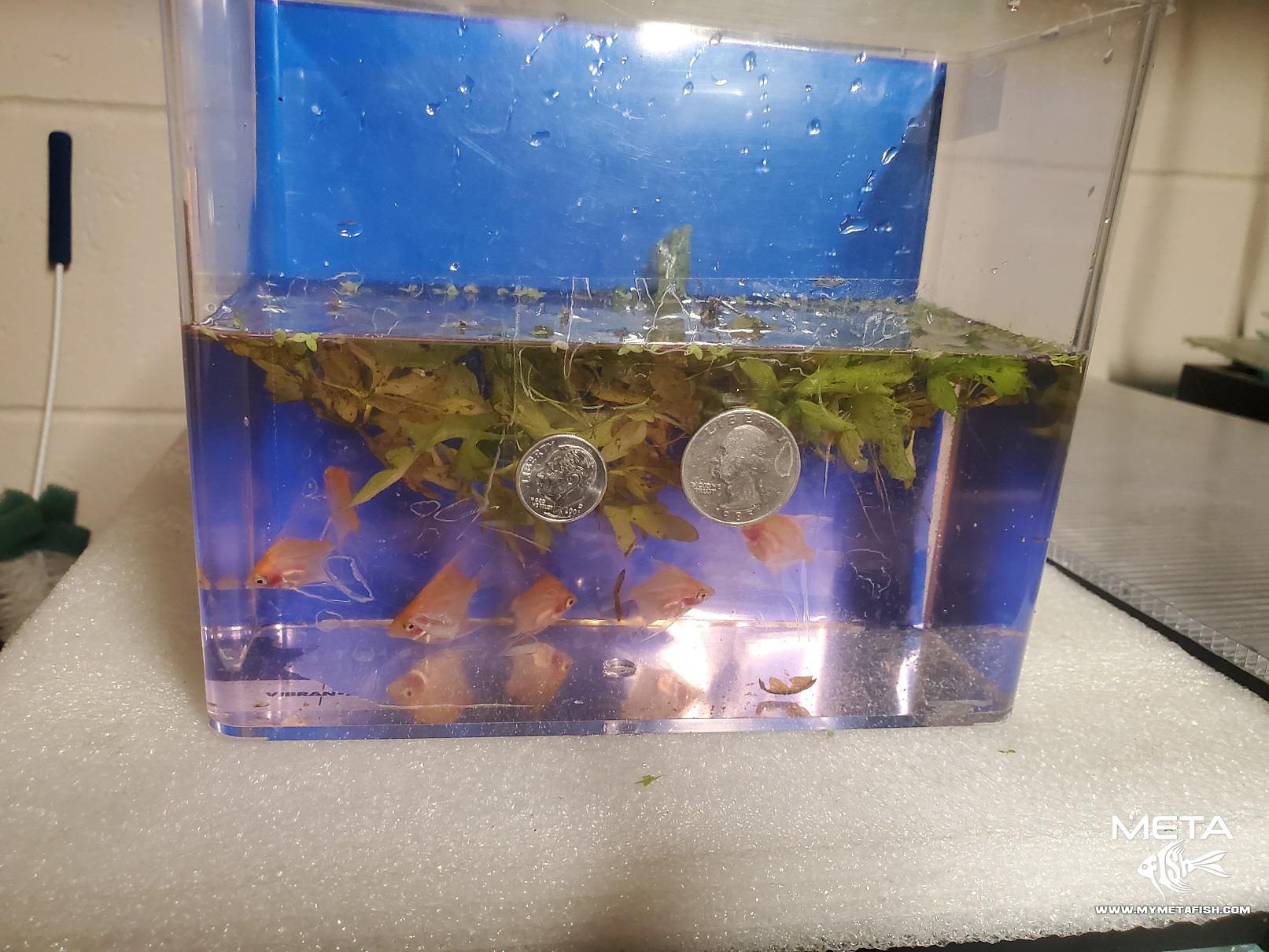 Full Gold Blushing Angelfish Small Dime