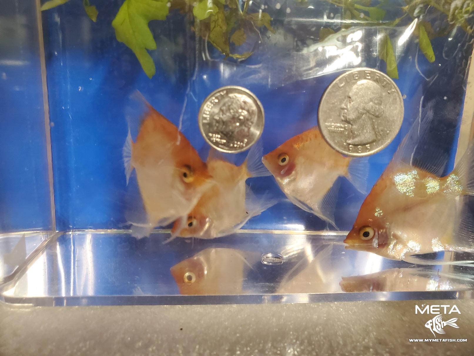 Gold Angelfish for Sale - Silver Dollar Size