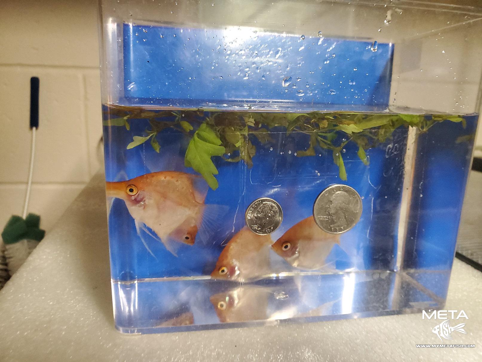 Gold Blushing Angelfish - Large for Sale