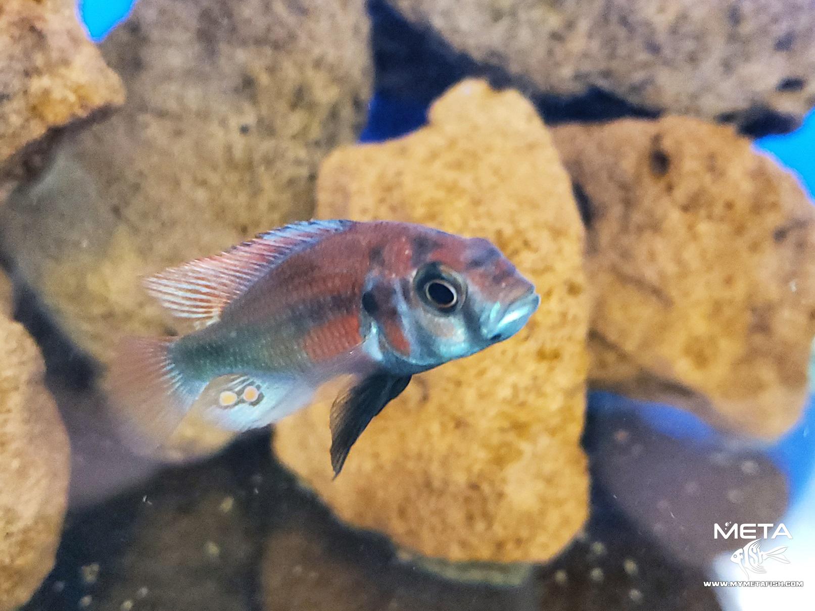 Hippo Point Salmon Cichlid for Sale (2) small