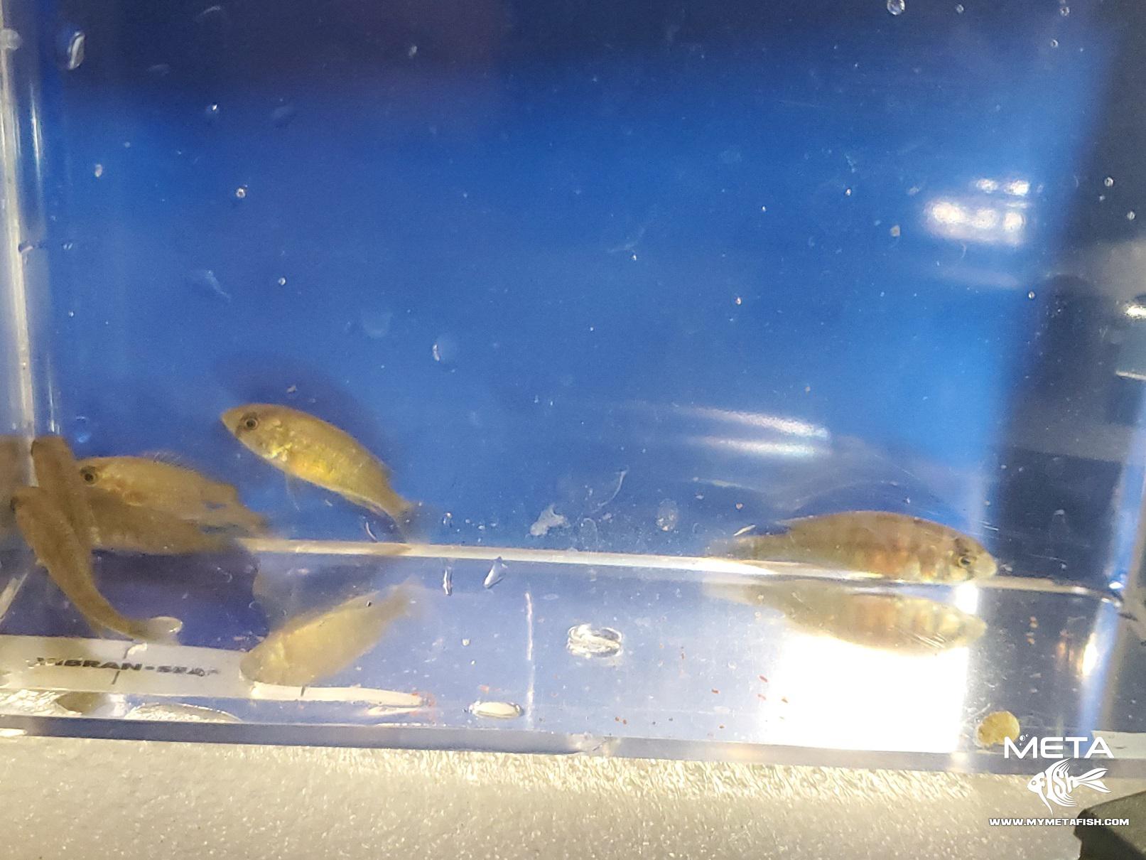 Hippo Point Salmon Fry for Sale small