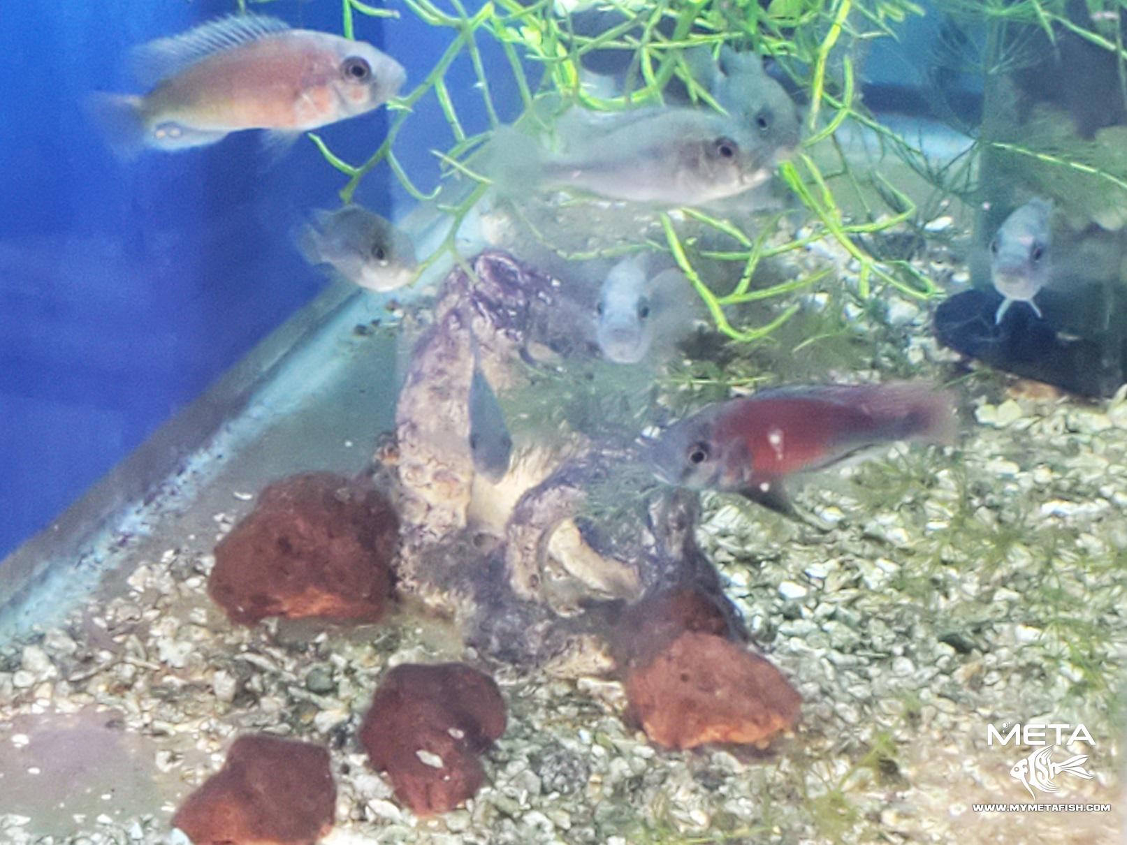 Hippo Pt Salmon for Sale (1) small