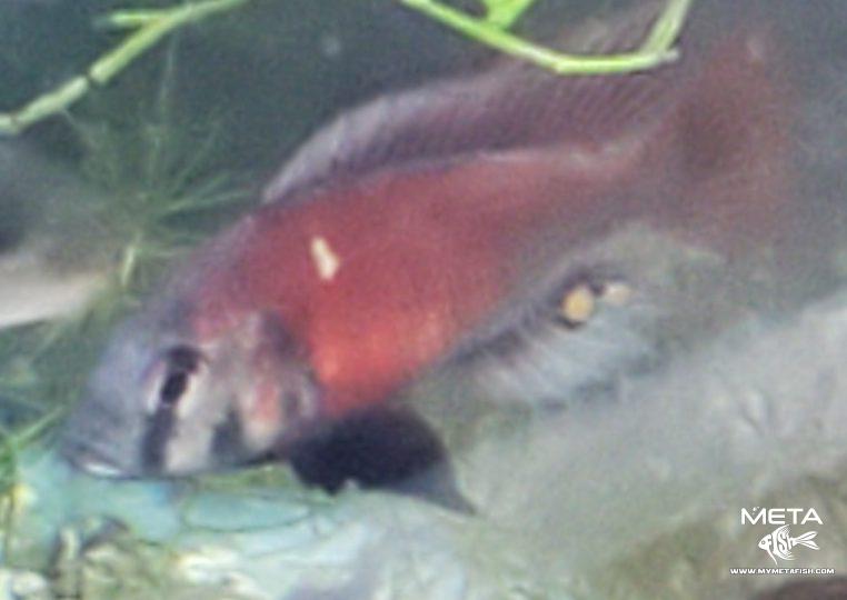 Hippo Pt Salmon for Sale (2) small