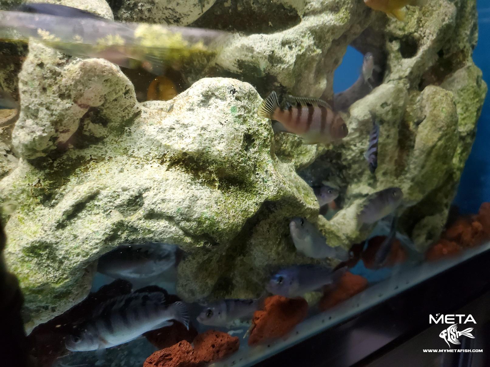 Kenyi_Cichlid_For_Sale