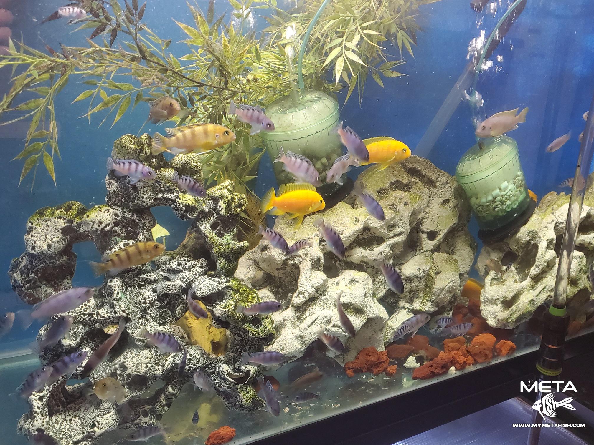 Kenyi_Cichlid_For_Sale1