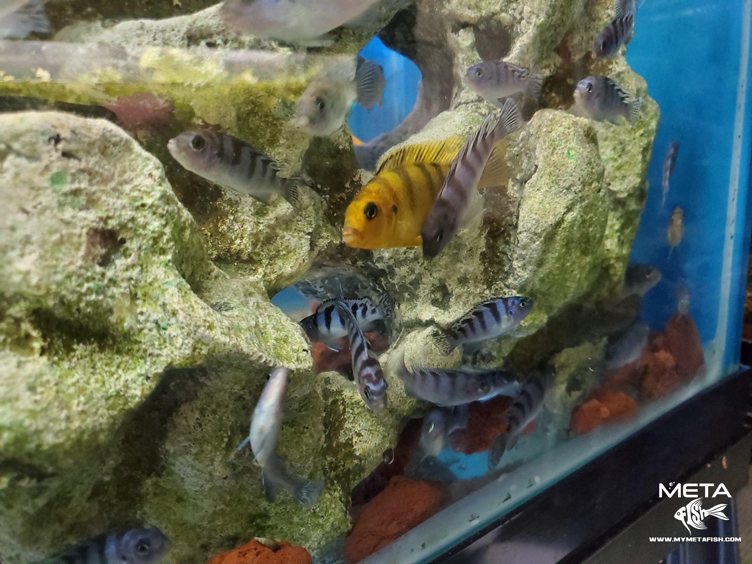 Kenyi_Cichlid_For_Sale2