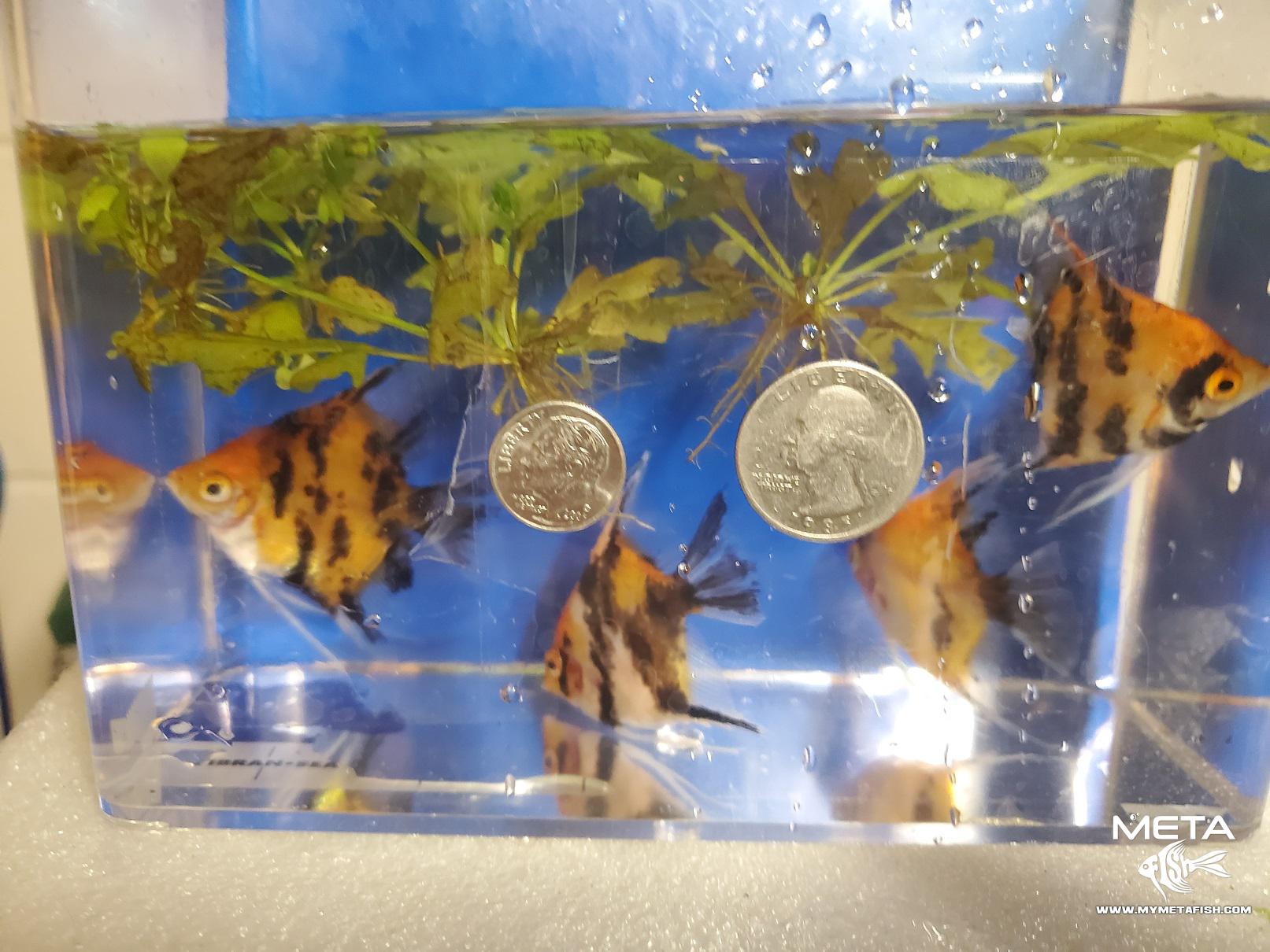 Large Blushing Koi Angelfish for Sale