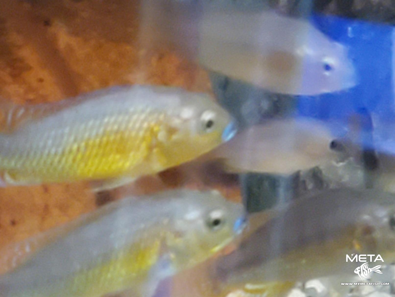 Multi Color Victoria Meta Fish