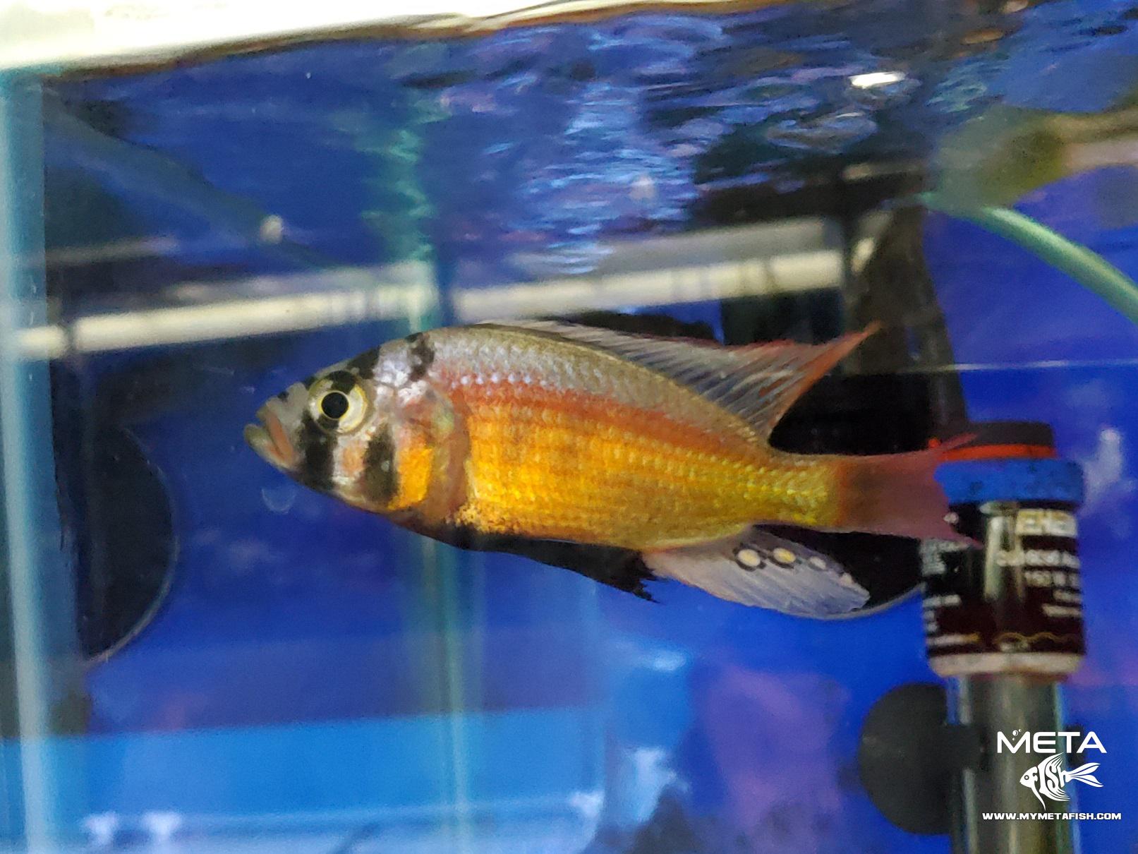 Paralabidochromis sp fire Adult Male