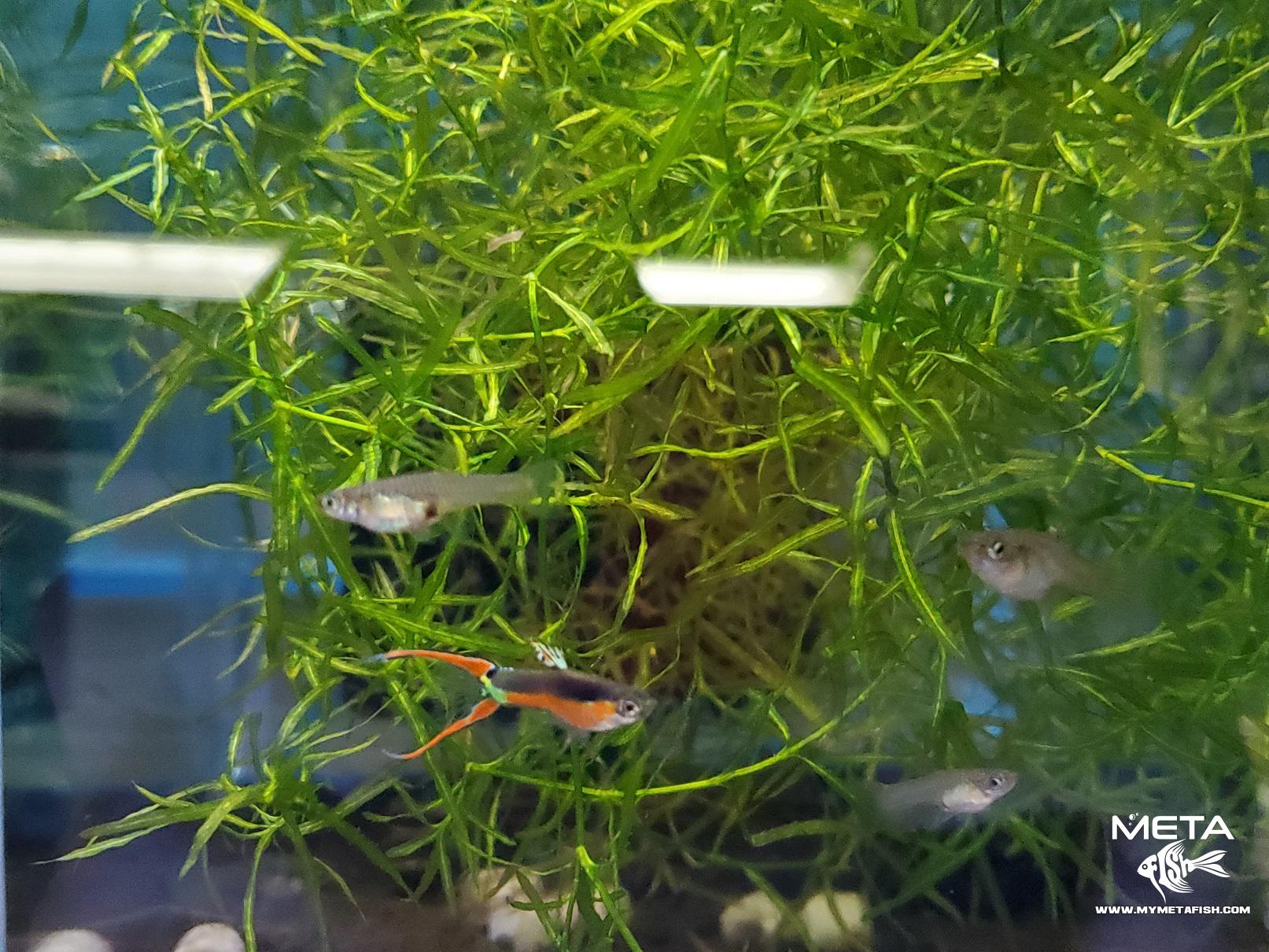 Santa Maria Endlers – Meta Fish