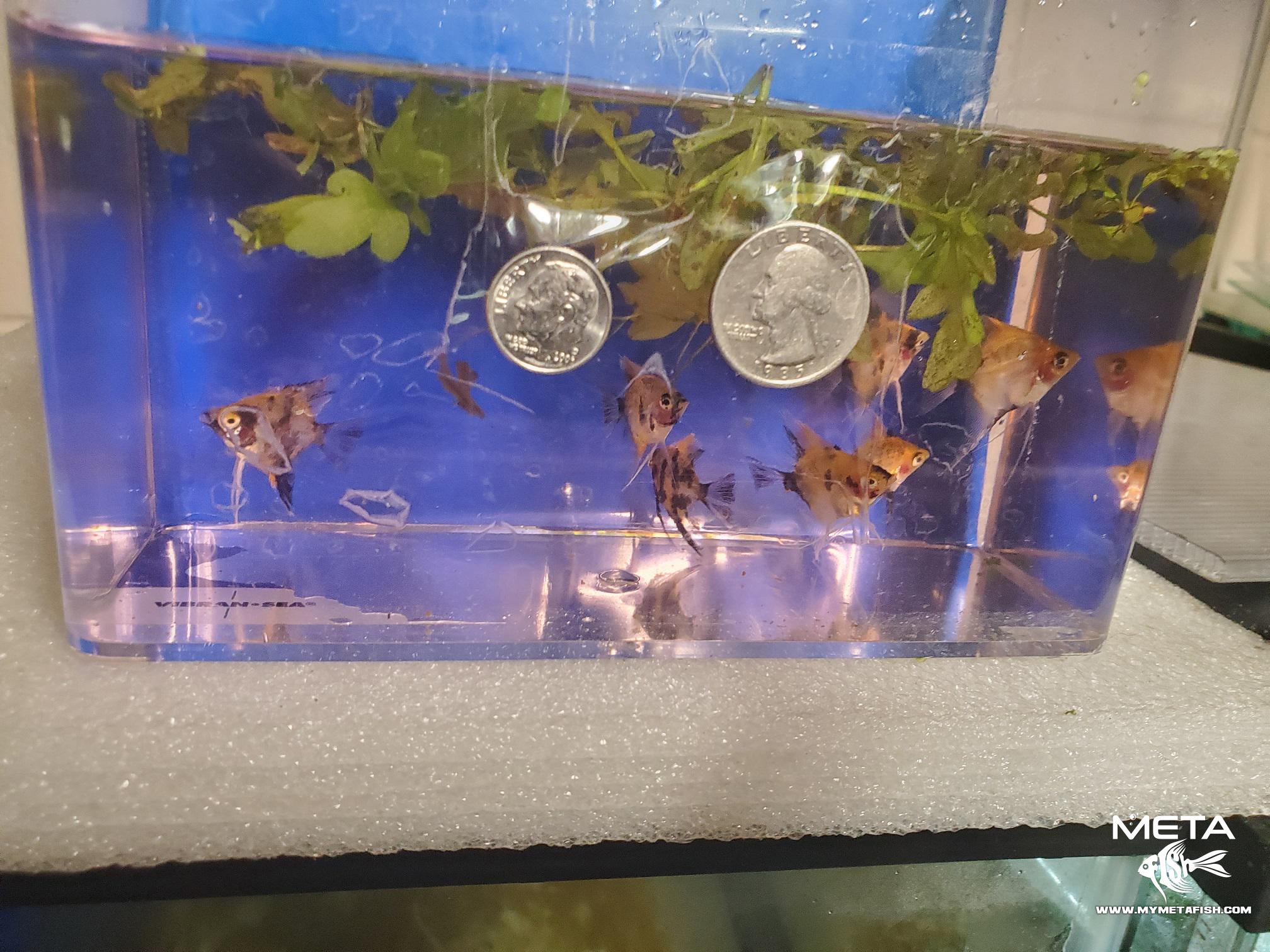 Small Blushing Koi Angelfish Dime for Sale