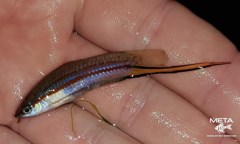 Xiphophorus Clemenciae Puente Chin Luis 9km from Sarabia, Oaxaca, Mexico - Kees de Jong 2000