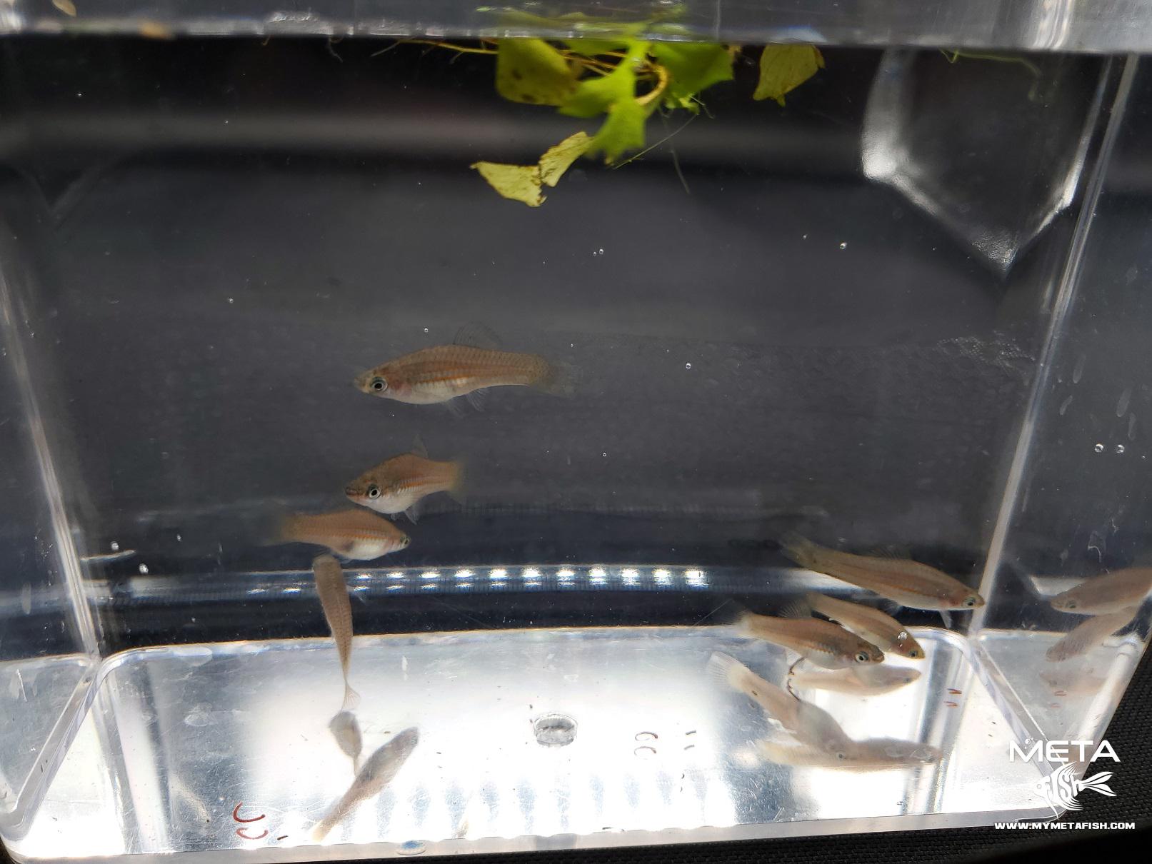 Yellow Tail Swordtail Juvenillel