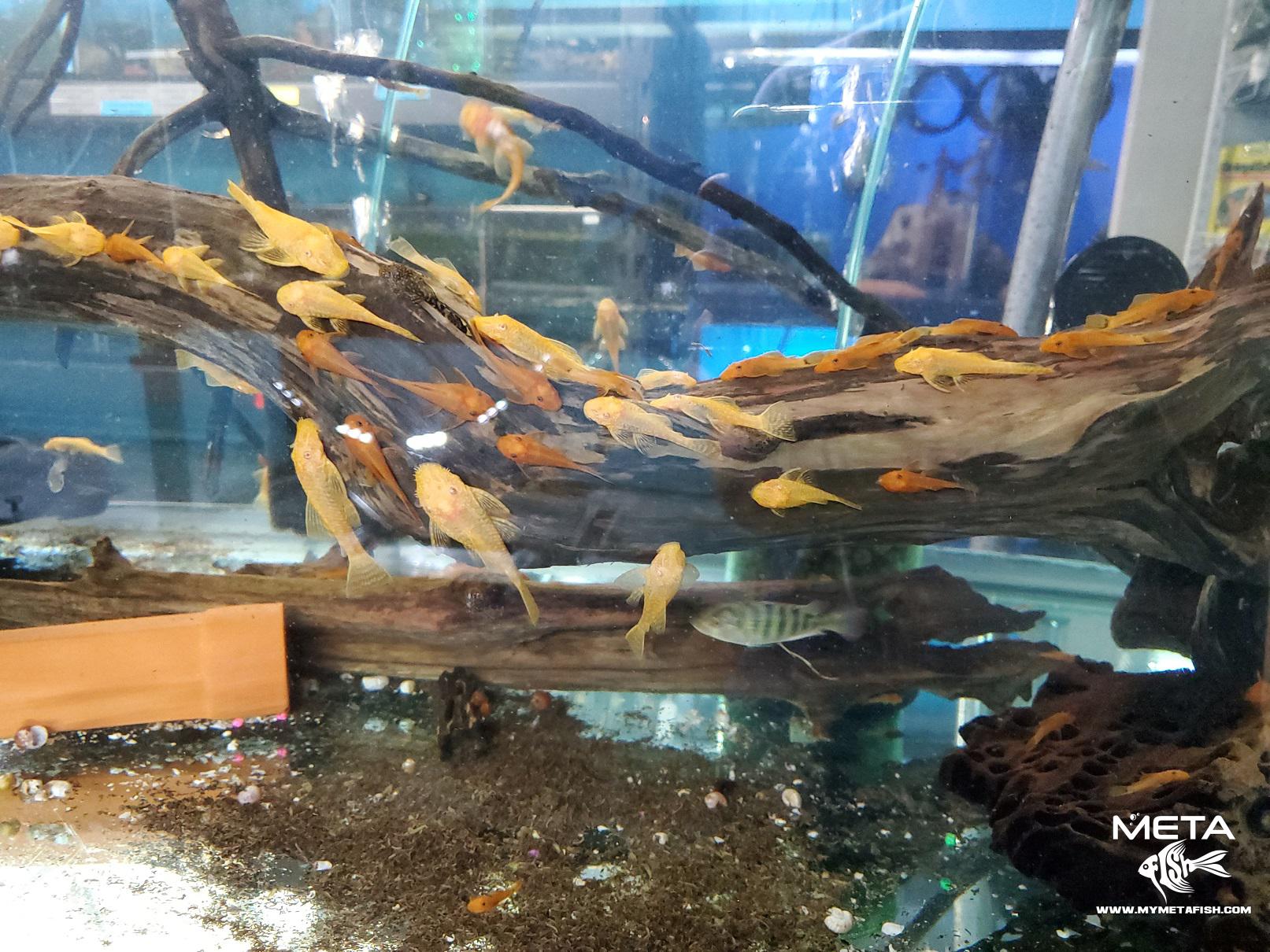 Albino Ancistrus Bristle Nose Pleco on Wood