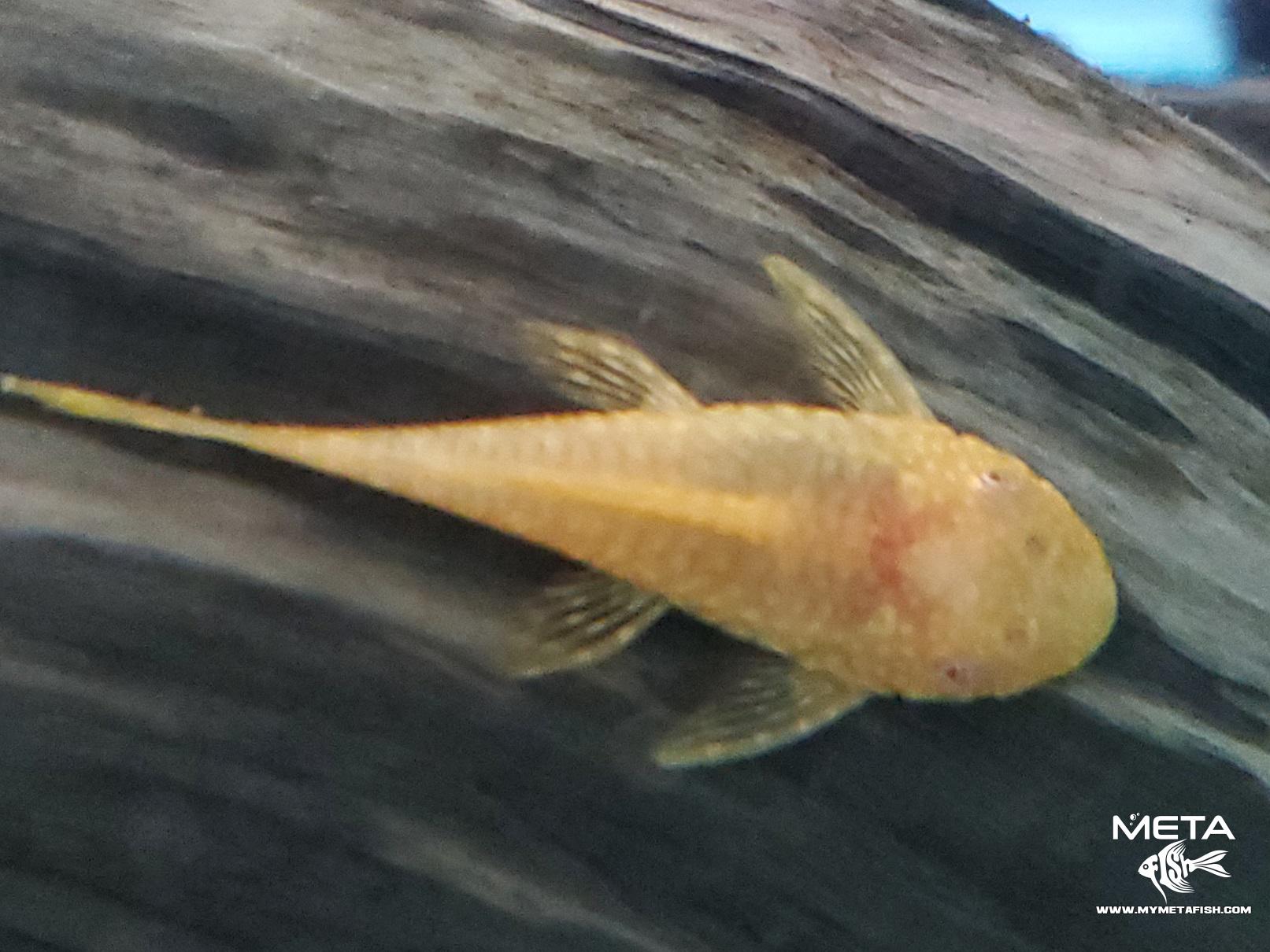 Albino Bristlenose Plecostomus