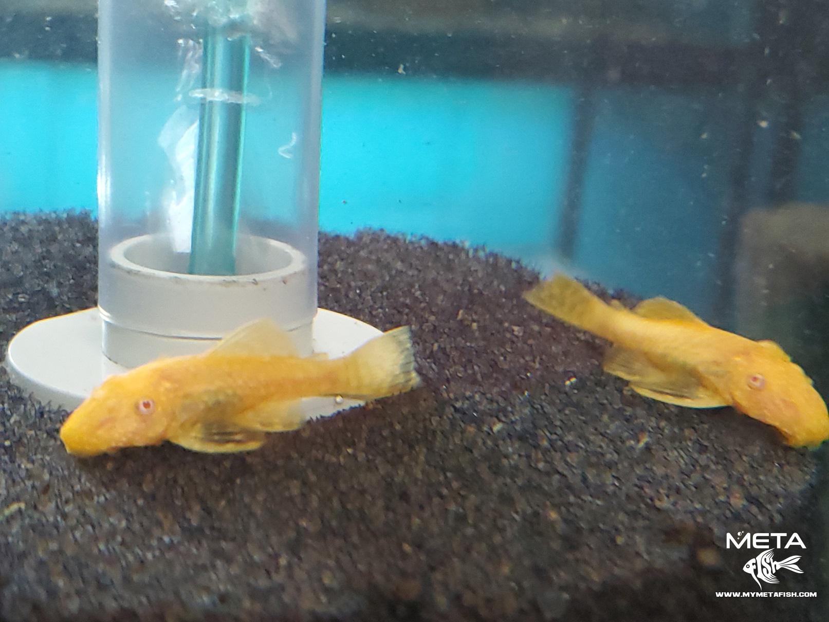 Albino Bushynose Catfish Medium