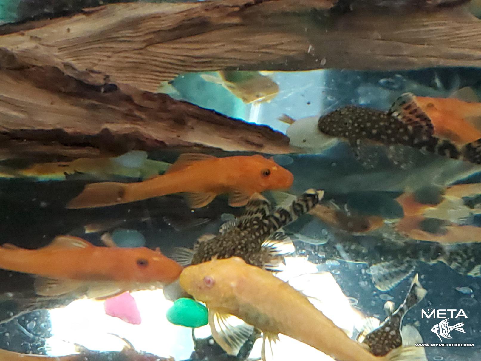 Albino Red and Brown Bristlenose Pleco Juveniles