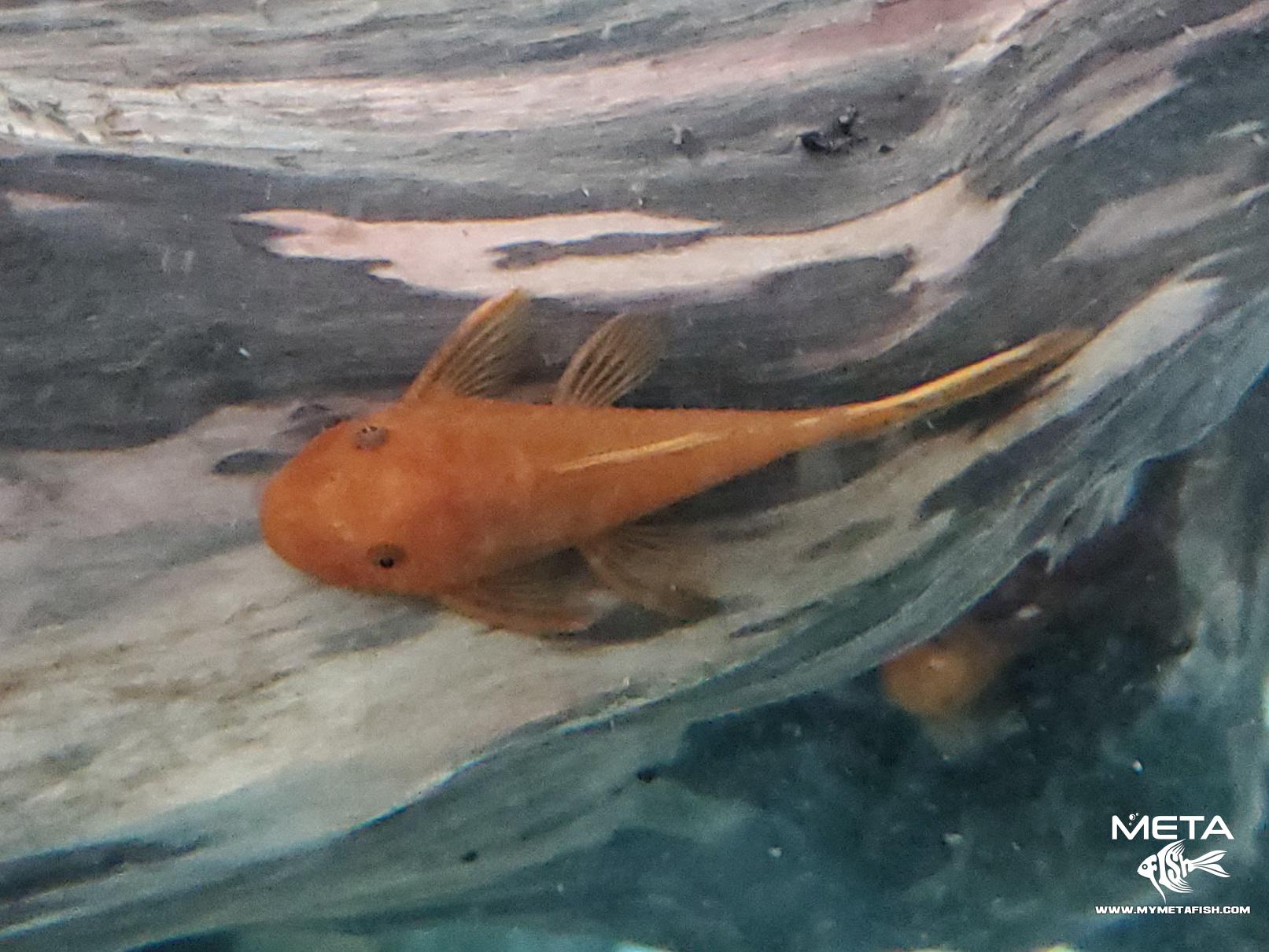 Ancistrus Cirrhosus Super Red