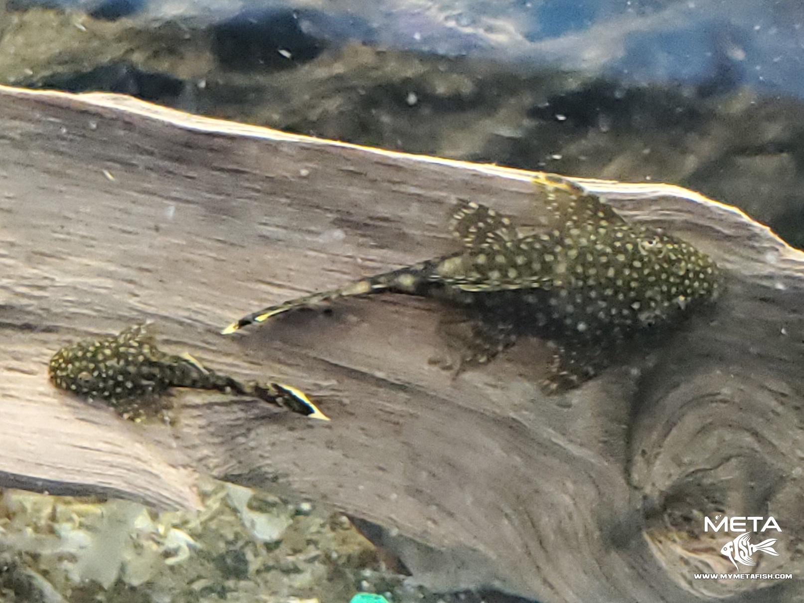 Bristle Nose Plecostomus Spotted Brown