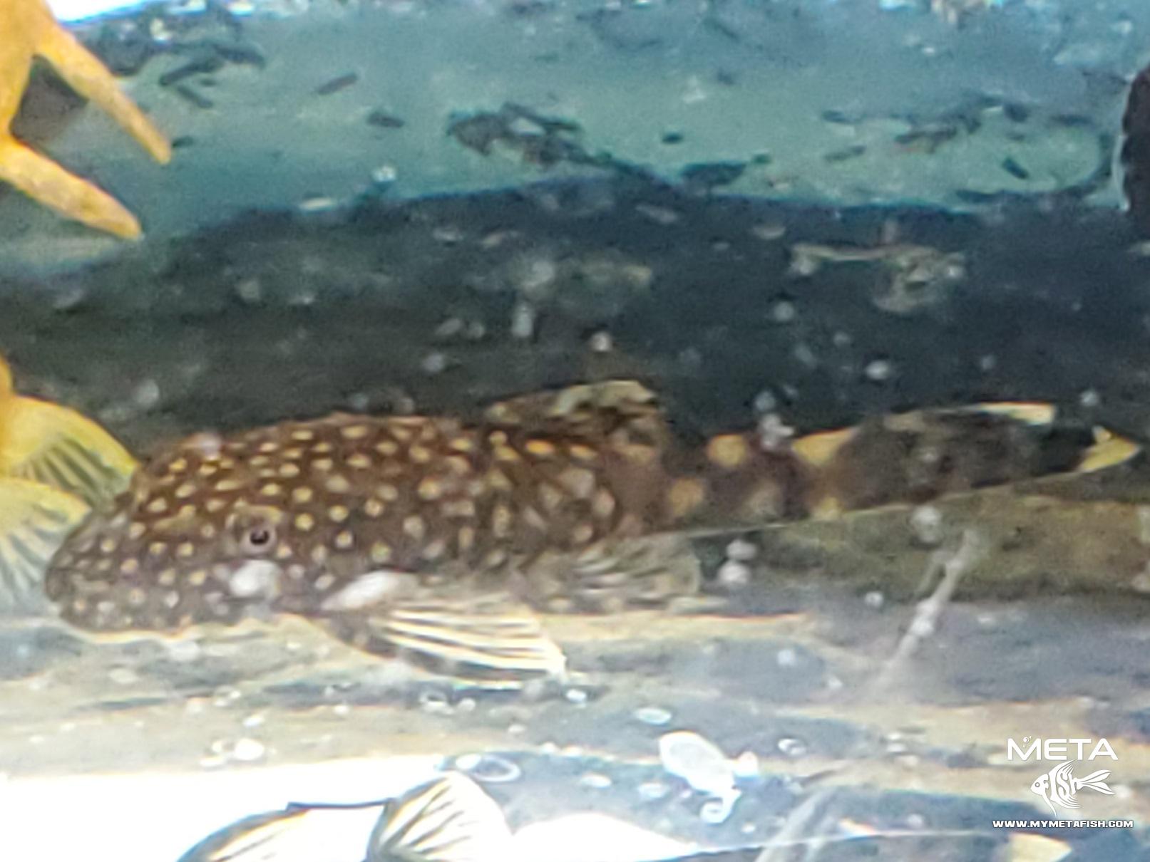 Bristlenose Pleco Common Spotted