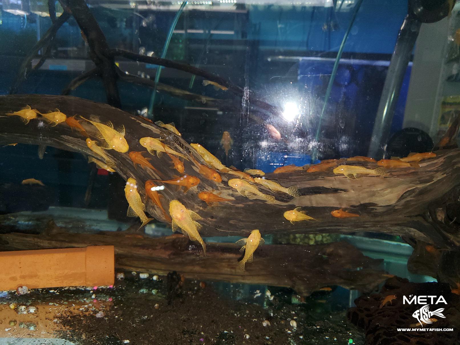 Bristlenose Plecos eat wood