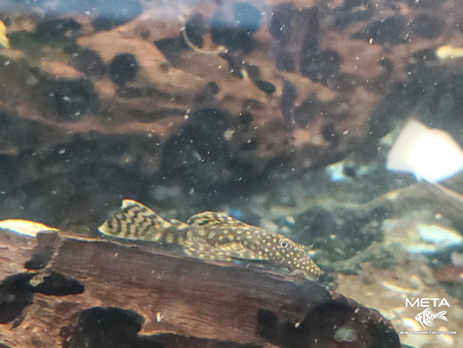 Bushynose Catfish Spotted Common