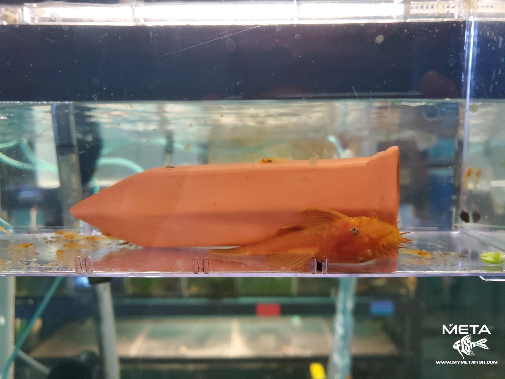 Super Red Pleco Adult